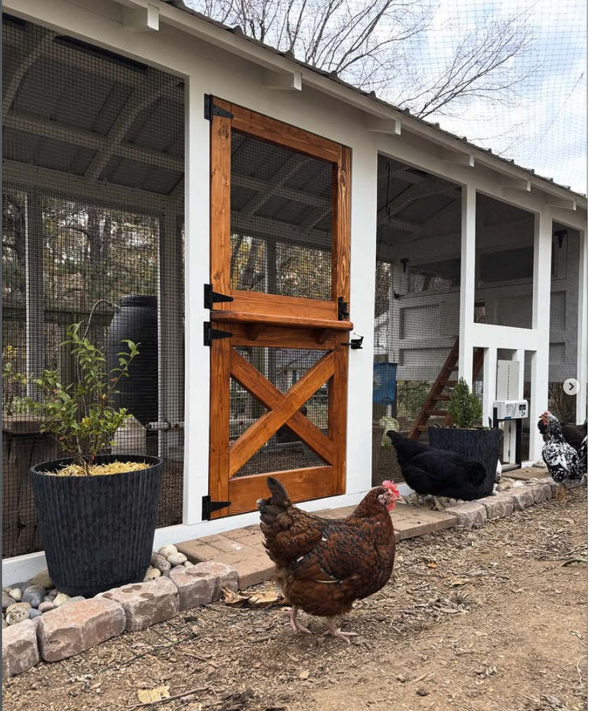 Carolina Coop chicken coop with a Dutch door and chicken run door, potted plants, and chickens outside.