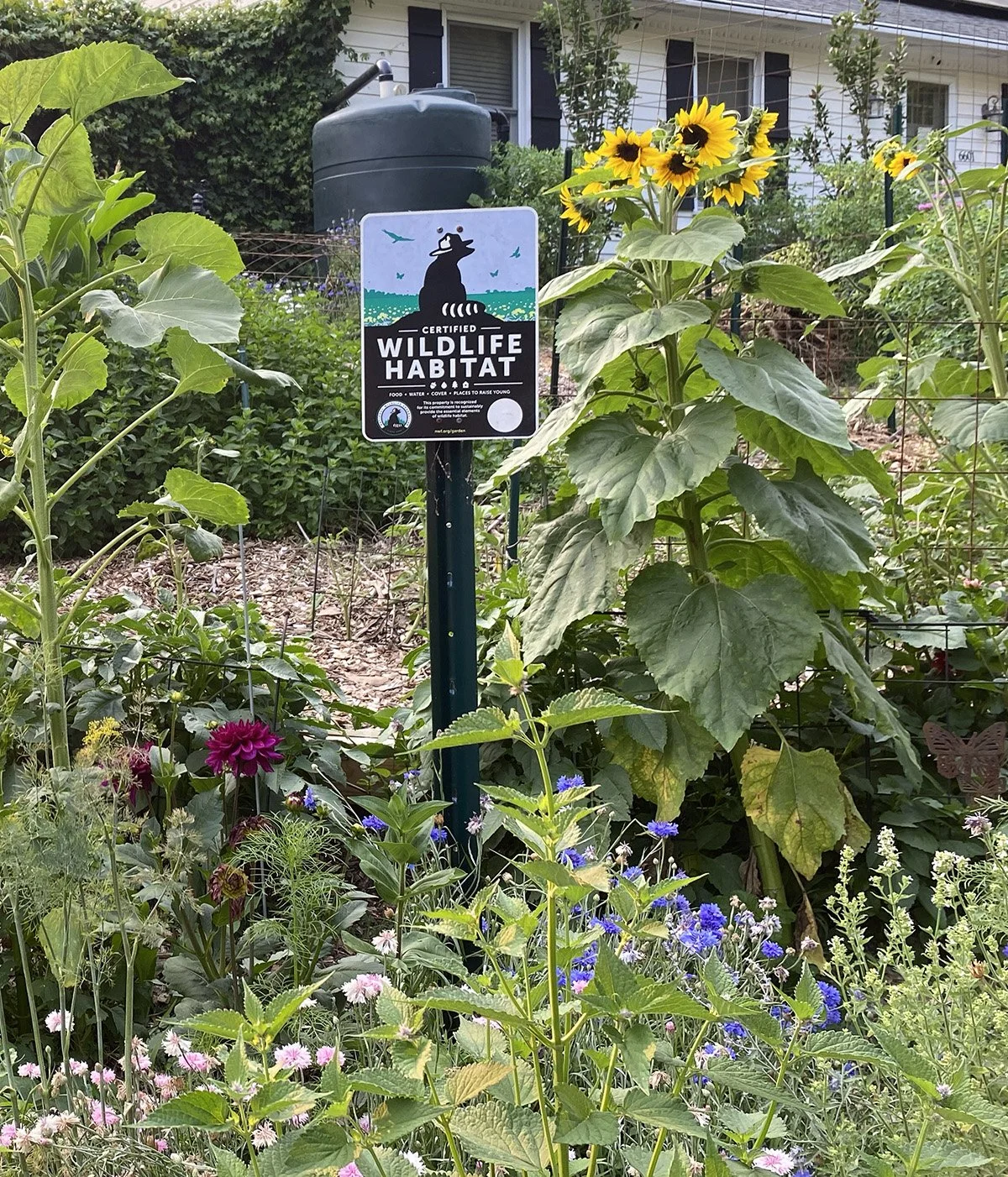 pollinator patch.jpg