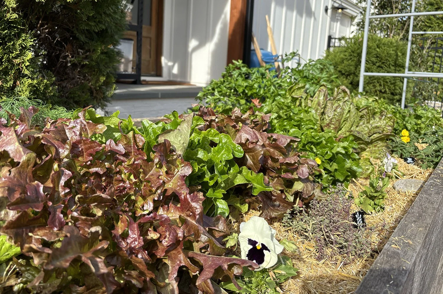 A kitchen garden bed with various green and purple leafy plants and a single white and purple pansy flower, located near a house entrance, with a wooden border and straw mulch on the ground.