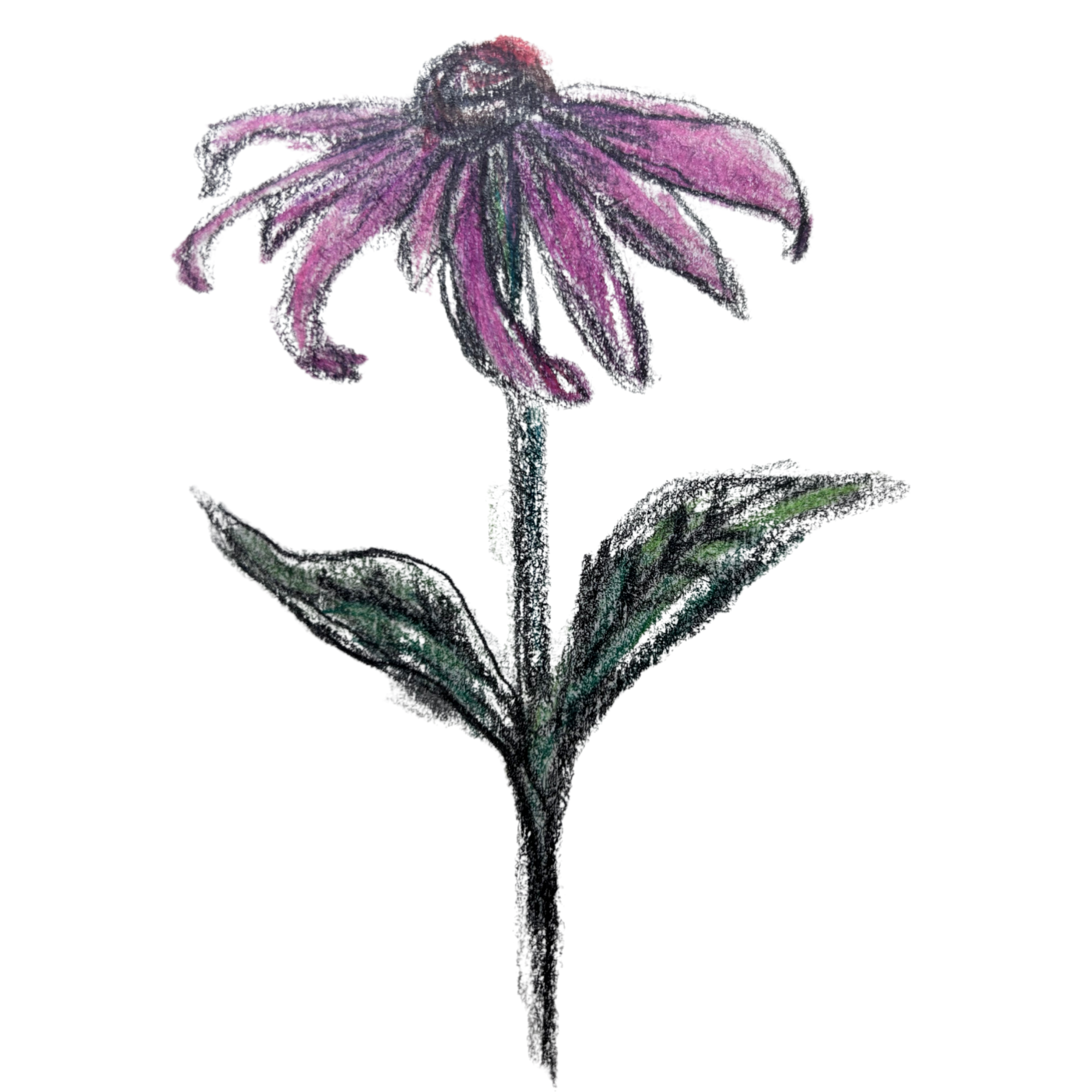 A sketch of a purple coneflower with purple petals, green leaves, and a dark center.