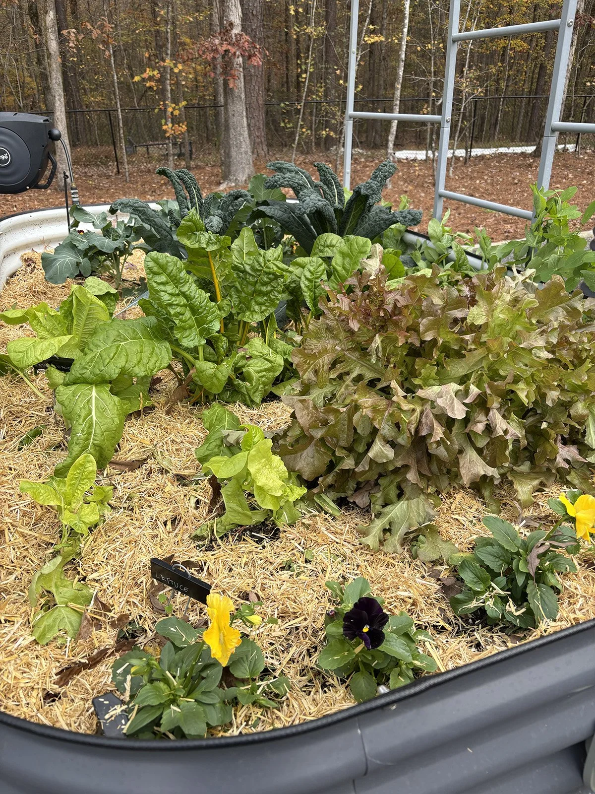 Raised Bed #2 in Nov., Apex, NC