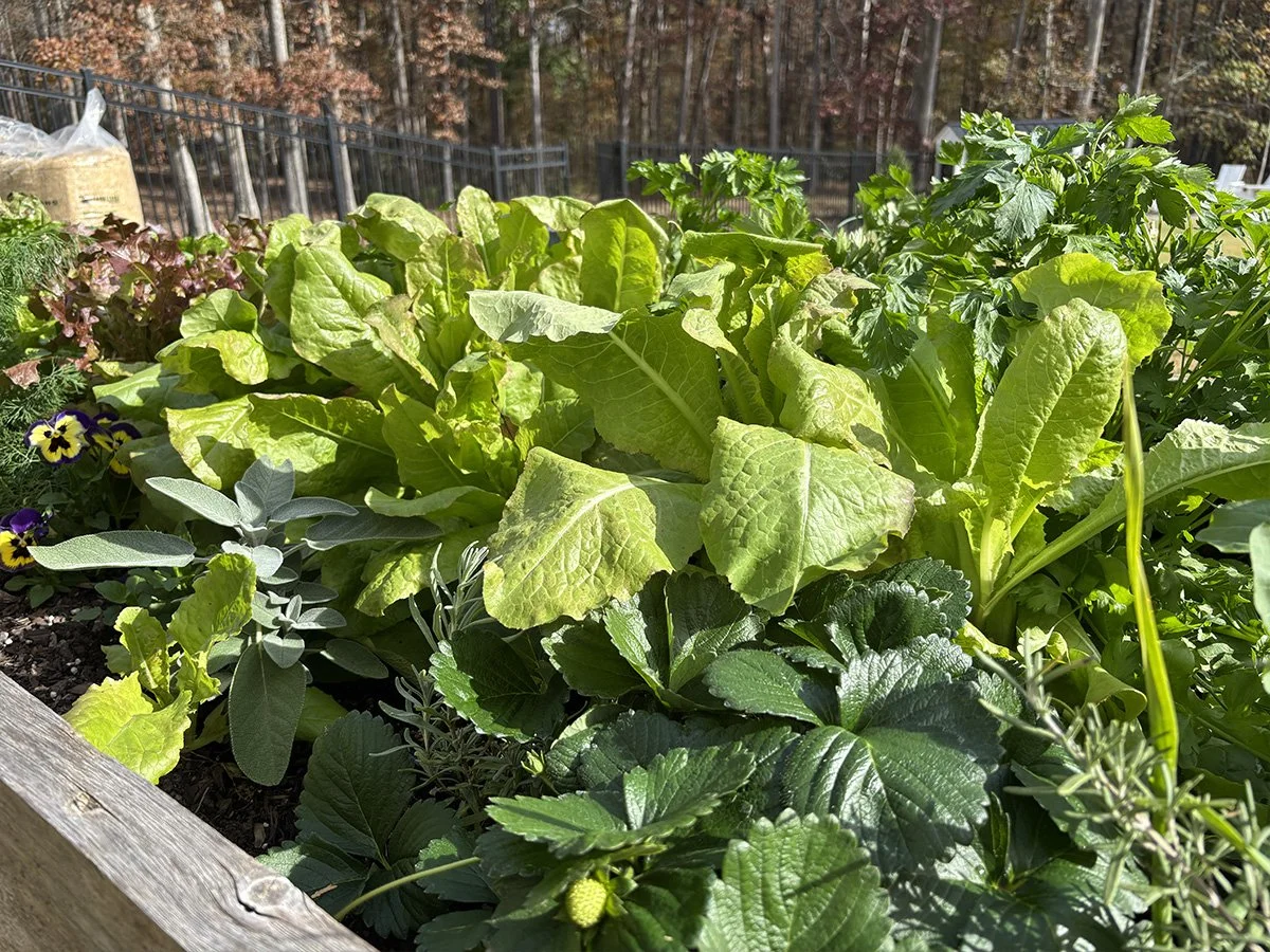 Professional Consultation & Garden Design