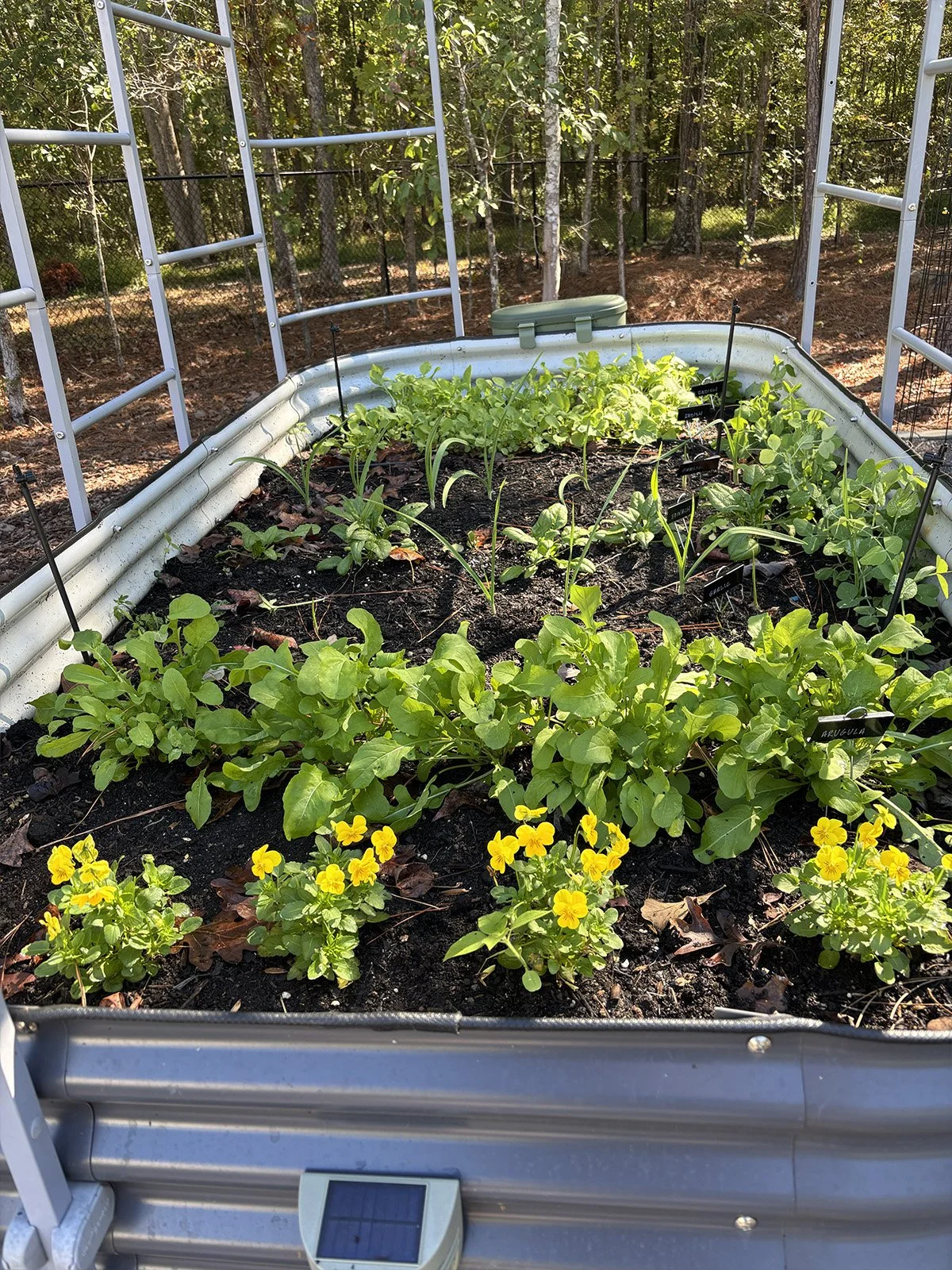 Raised Bed #4 in Oct., Apex, NC