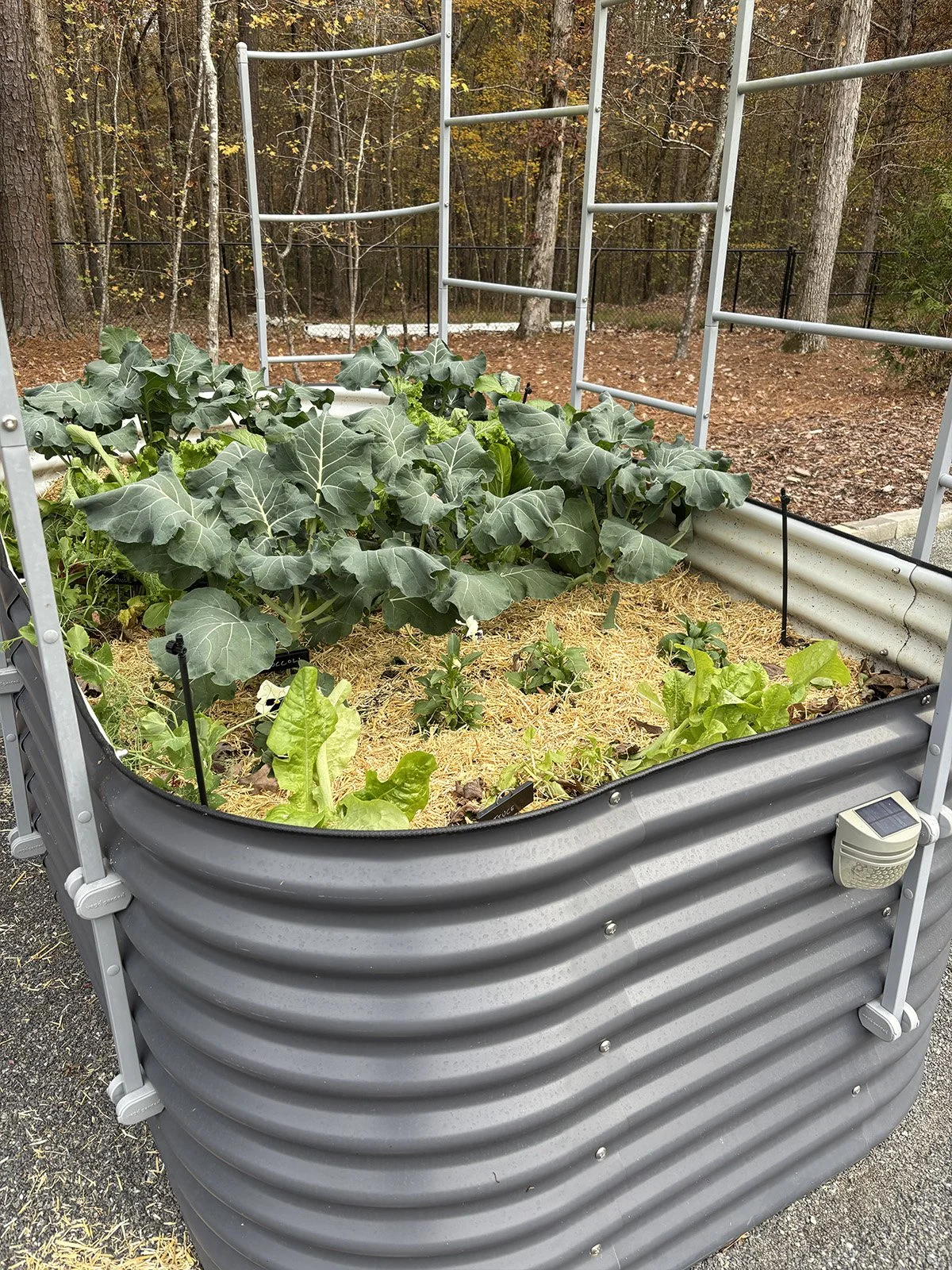 Raised Bed #1 in Nov., Apex, NC