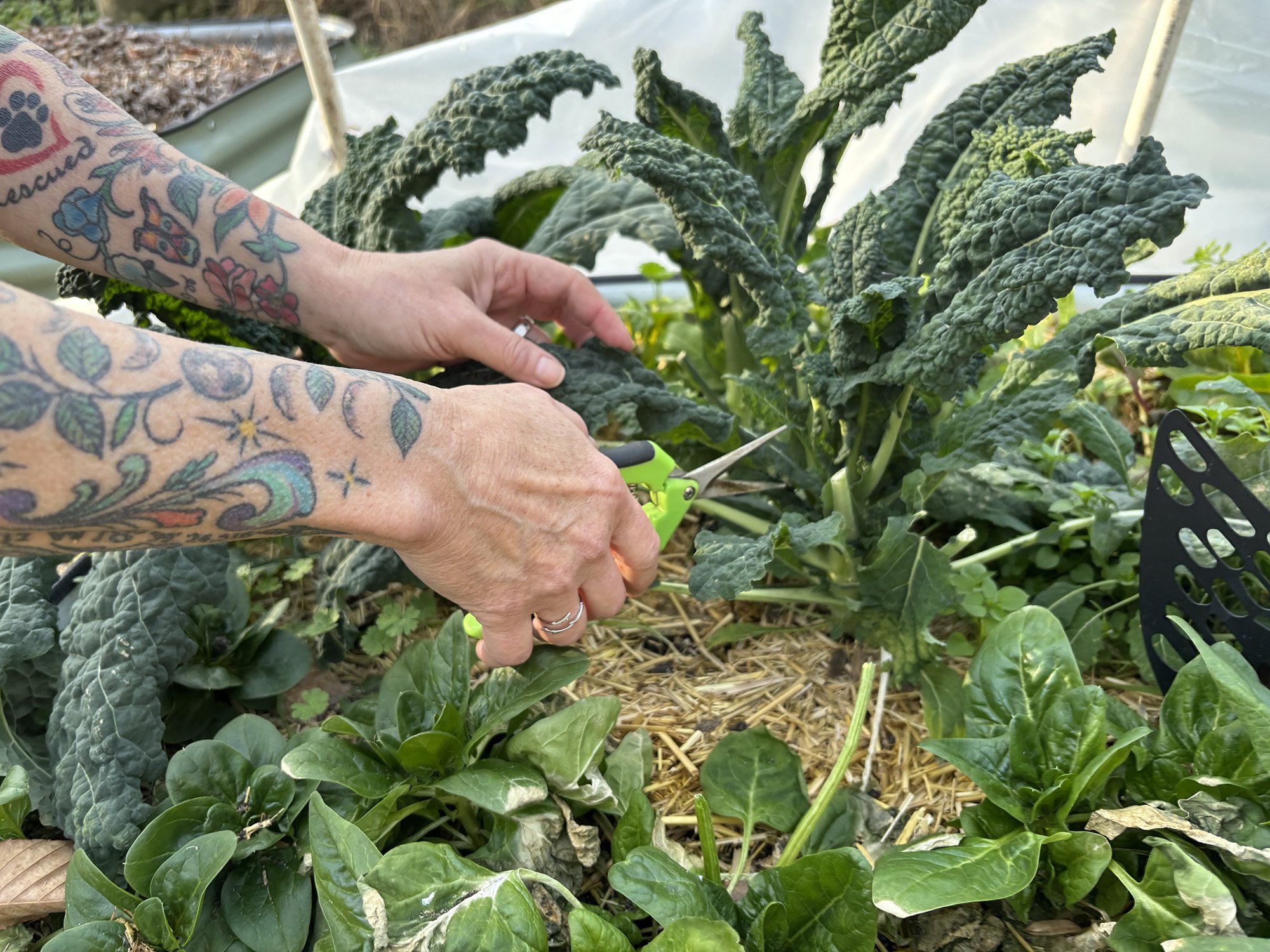 Person with tattooed arms pruning or harvesting a large leafy green kale plant in a garden with other small green plants and straw mulch on the ground.