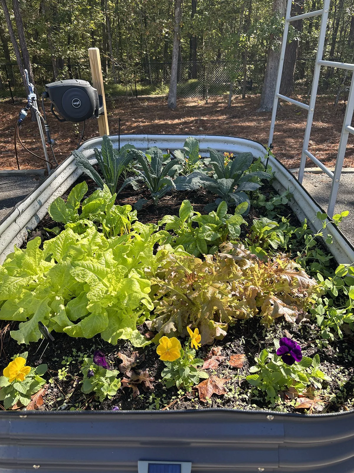 Raised Bed #2 in Oct., Apex, NC