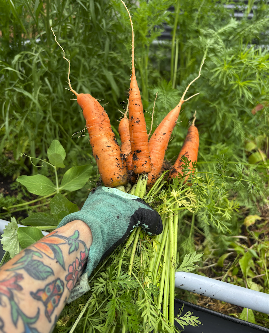 Ralstead Foodscapes - tattooed arm holding a bunch of carrots just harvested