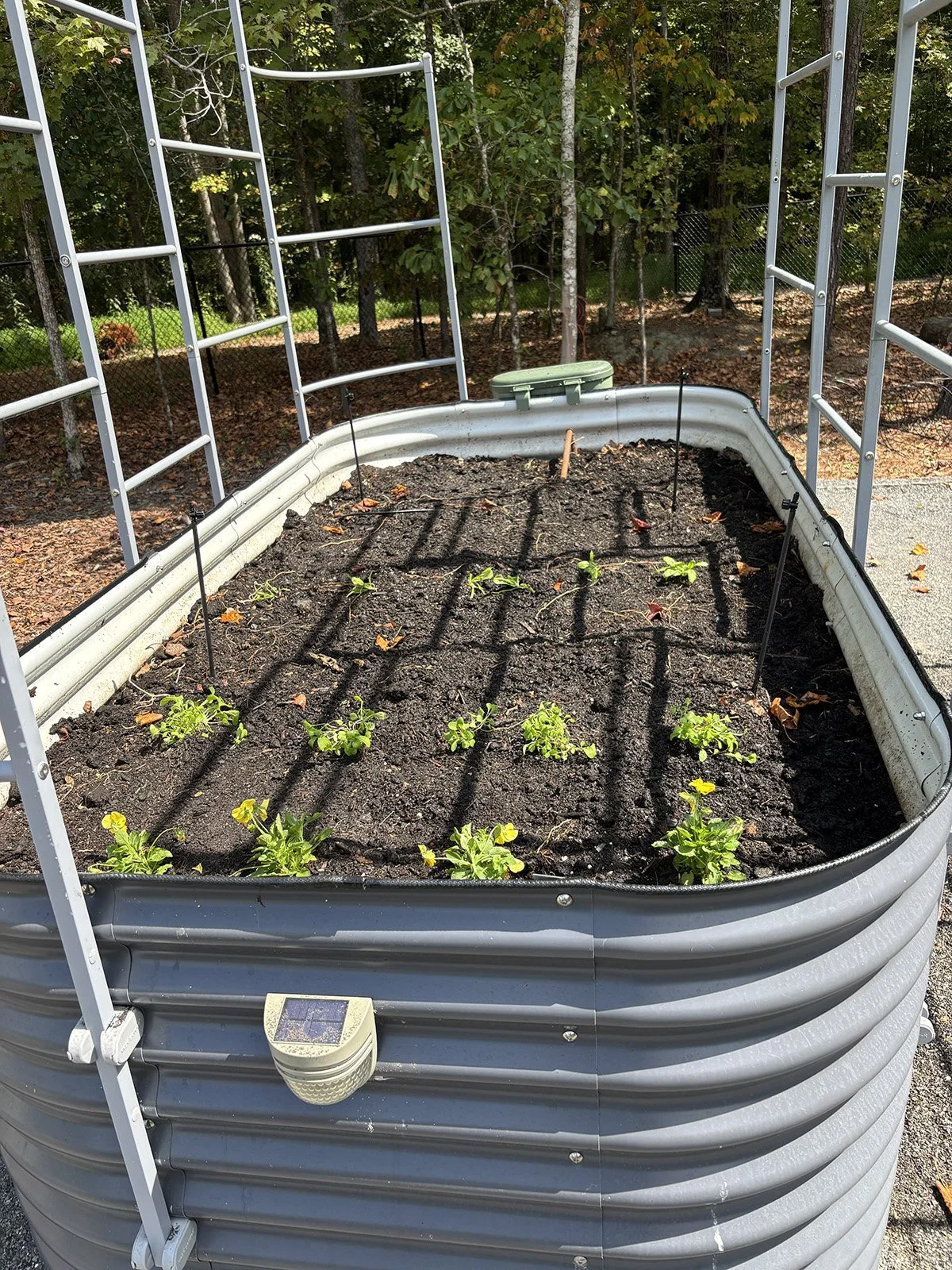 Raised Bed #4 in Sept., Apex, NC