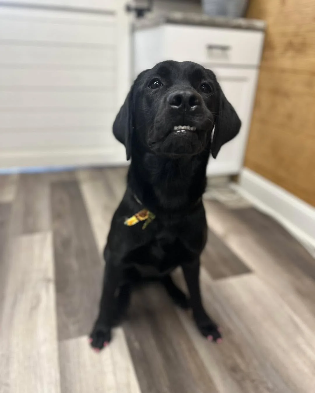 @rfiservicedogs SDiT Lake had a blast at her spa day! 

#vanityfurraymore #doggrooming #raymore #labradorretriever #lab #blacklab #servicedog #retrievingfreedom