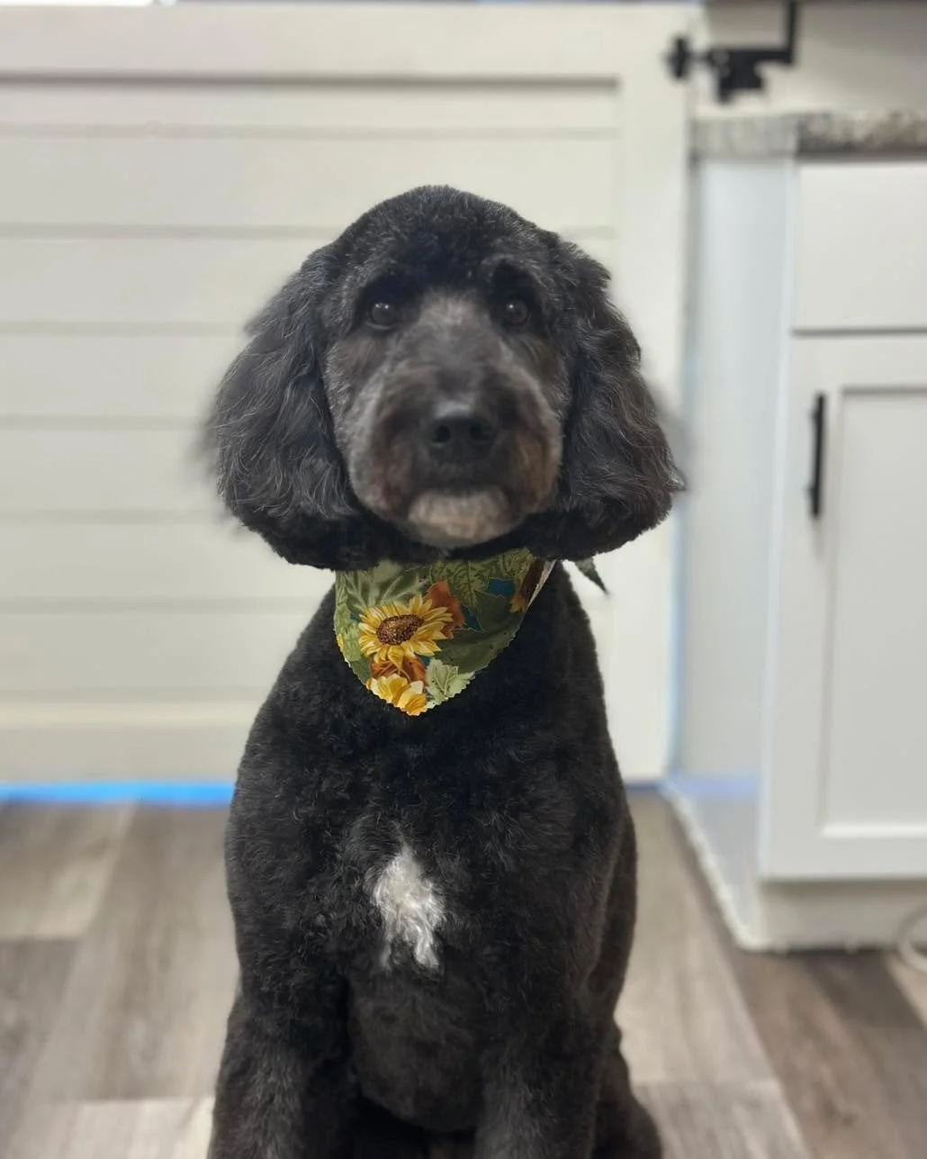 Beautiful Brenda and Dashing Doug! We ❤️ seeing these two pups! 

#raymore #vanityfurraymore #doggrooming #sheepadoodle #doodle #doodlesofinstagram