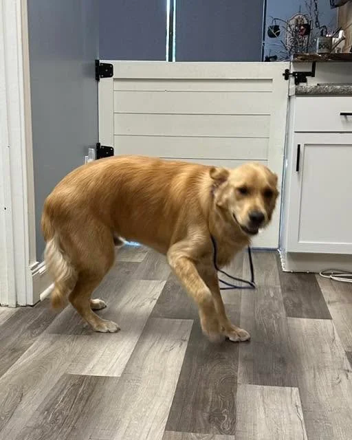 Oh, Benny! What a happy guy! 

#vanityfurraymore #goldenretriever #doggrooming #raymore #bestestboy