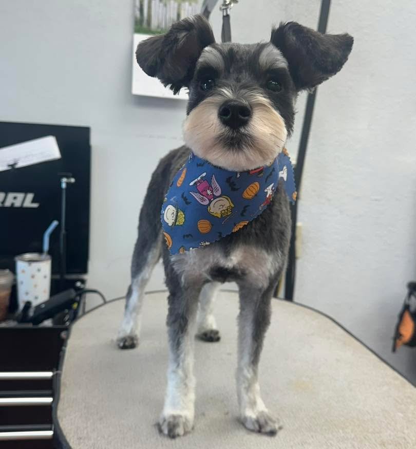 Winnie is absolutely stunning after her groom today! 🌟

#vanityfurraymore #schnauzer #doggrooming #raymore