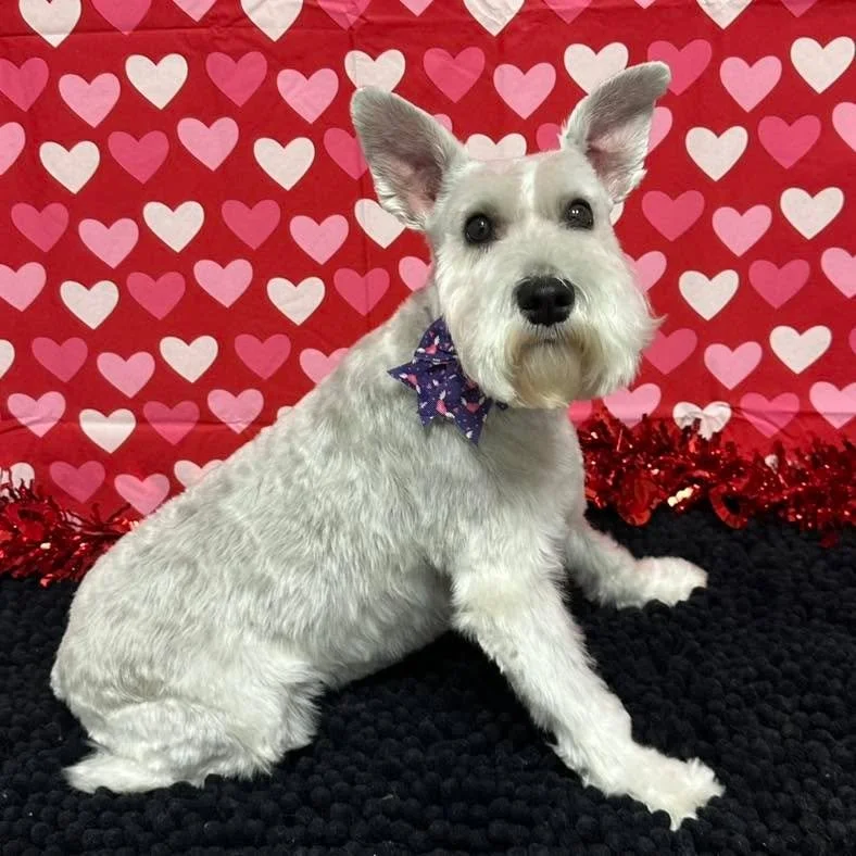 Happy Valentine&rsquo;s Day! 

#doggrooming #raymore #vanityfurraymore