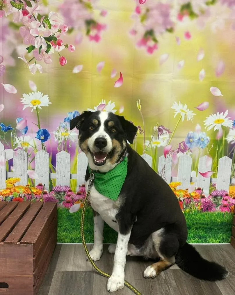 Shib is feeling so fresh with his spring groom! 
#doggrooming #raymore #vanityfurraymore #australianshepherd