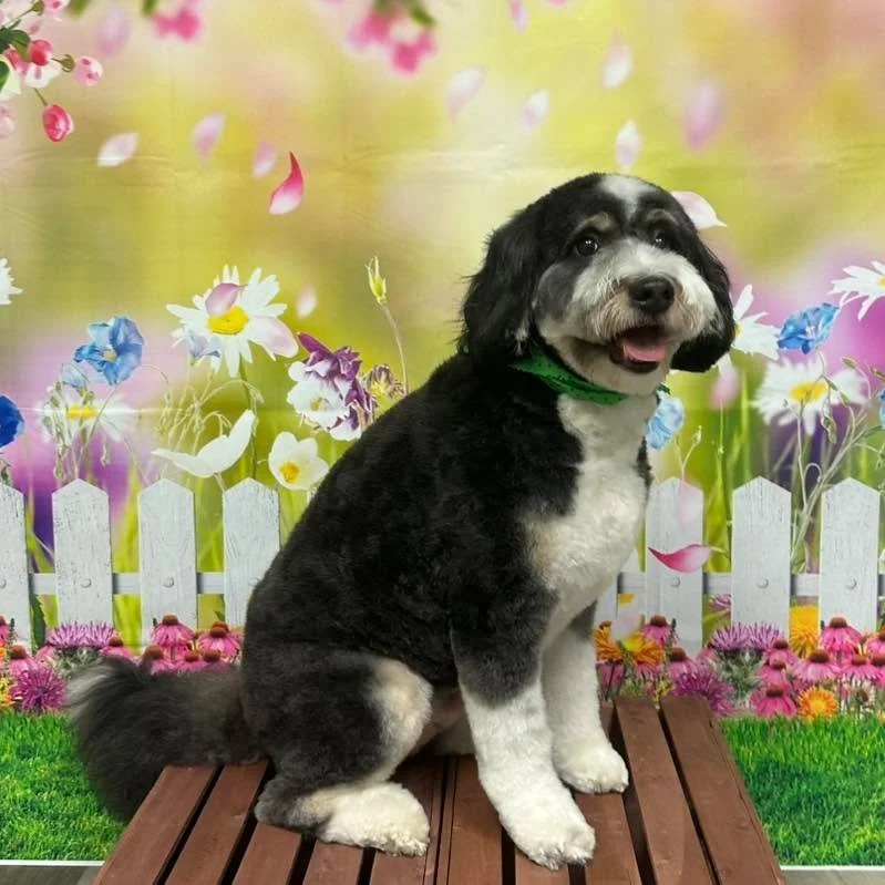 ✨Moose!✨ 

Call us to schedule your springtime groom at (816) 331-6242!

#doggrooming #raymore #vanityfurraymore #doodle #minidoodle