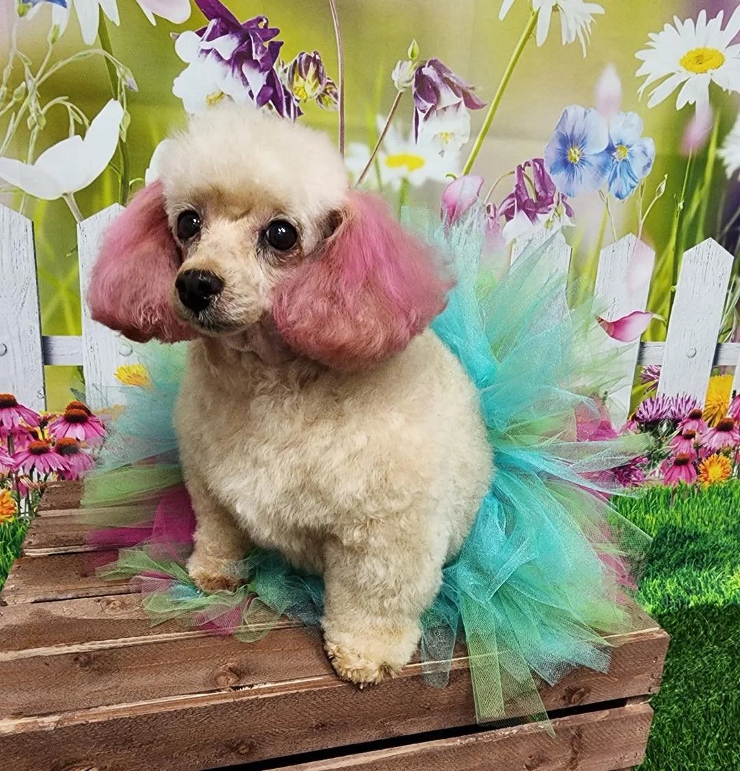 Miss Gracie is ready for spring!!
Give us a call at (816) 331-6242 to book your pup&rsquo;s grooming appointment 💕

#doggrooming #raymore #vanityfurraymore #poodle #toypoodle #pink