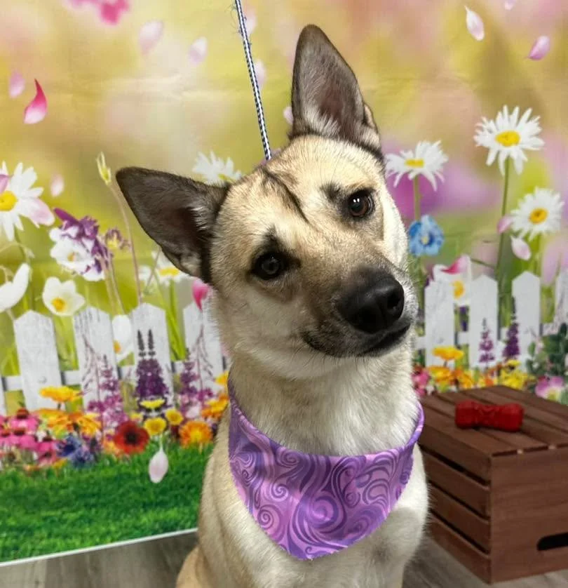 Take a look at this sweet face 🥰

#doggrooming #vanityfurraymore #dog