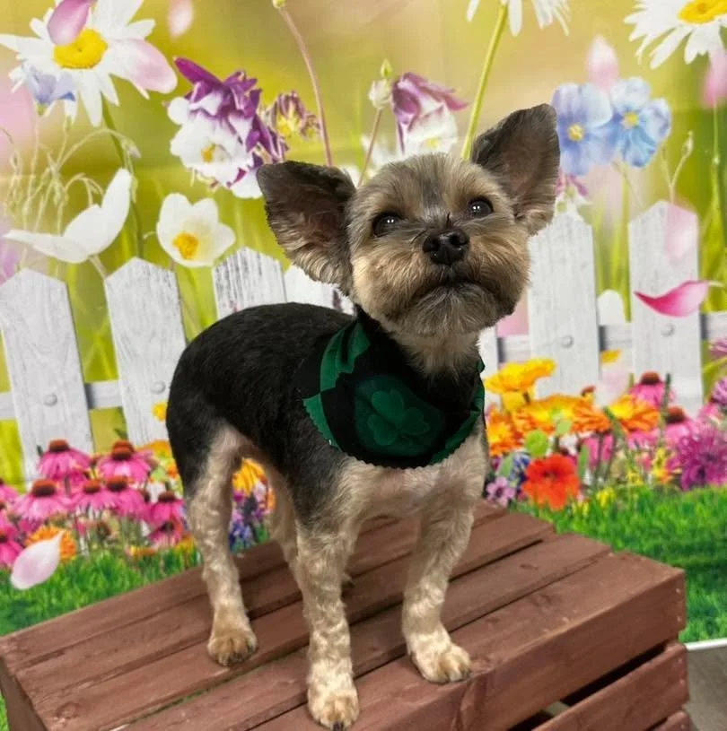 What a cutie!! 🥰 

#doggrooming #raymore #vanityfurraymore #yorkie