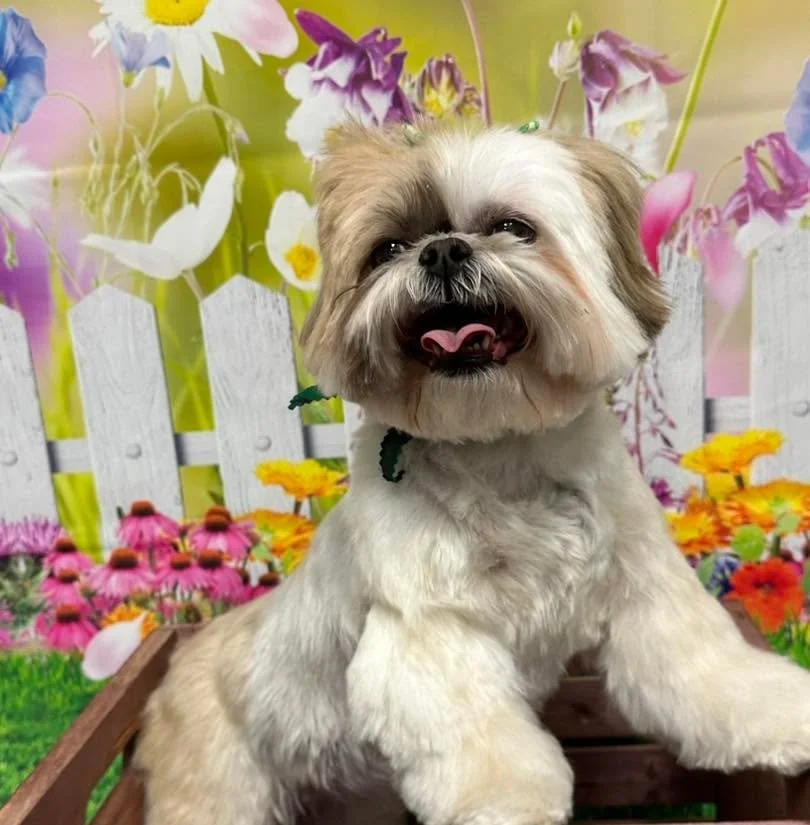 ✨Millie!✨

Give us a call at (816) 331-6242 to book your appointment!

#doggrooming #raymore #vanityfurraymore #shihtzus #shihtzusgram