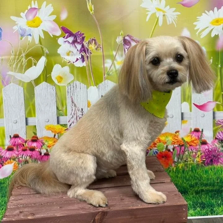 💕Zoie💕

Give us a call at (816) 331-6242 to book your pup&rsquo;s next grooming appointment!

#doggrooming #raymore #vanityfurraymore