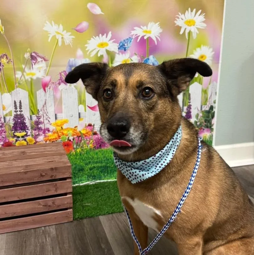 Reba! 

#raymoremo #doggrooming #raymore #vanityfurraymore
