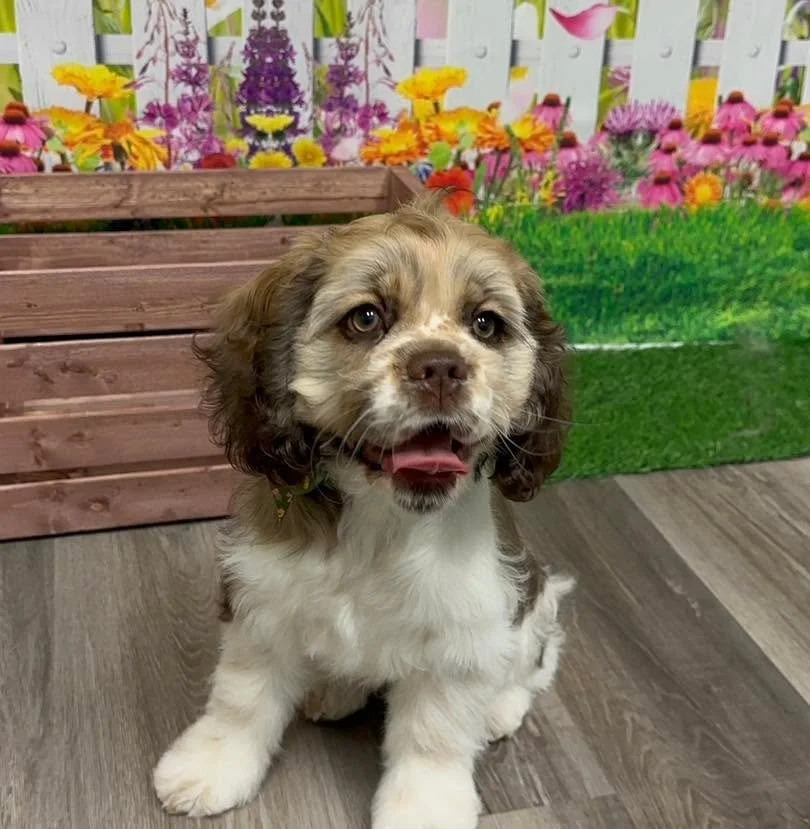 ✨Millie✨
(Plus some outtakes!)

#raymoremo #doggrooming #raymore #vanityfurraymore  #cockerspaniel #cockerspanielpuppy #puppy