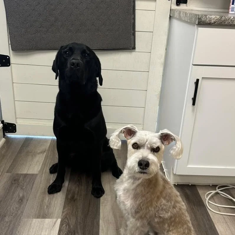 🐾Echo &amp; Remi🐾
Thanks for choosing Vanity Fur!

#raymoremo #doggrooming #raymore #vanityfurraymore #lab #labrador #labradorretriever #schnauzer
