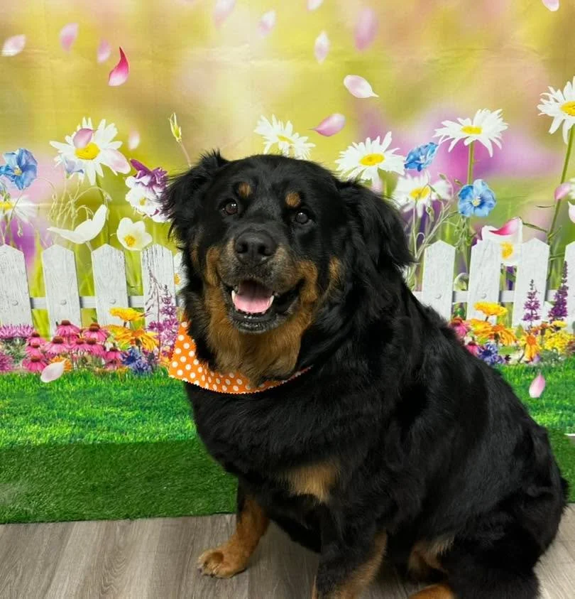 💕Onyx!💕

#raymoremo #doggrooming #raymore #vanityfurraymore #rott #rottweiler #big #dog #bigdog