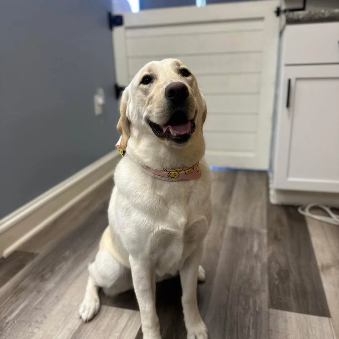 ✨Hallie✨

Thanks for visiting Vanity Fur! 

#raymoremo #doggrooming #raymore #vanityfurraymore #labrador #labradorretriever #lab