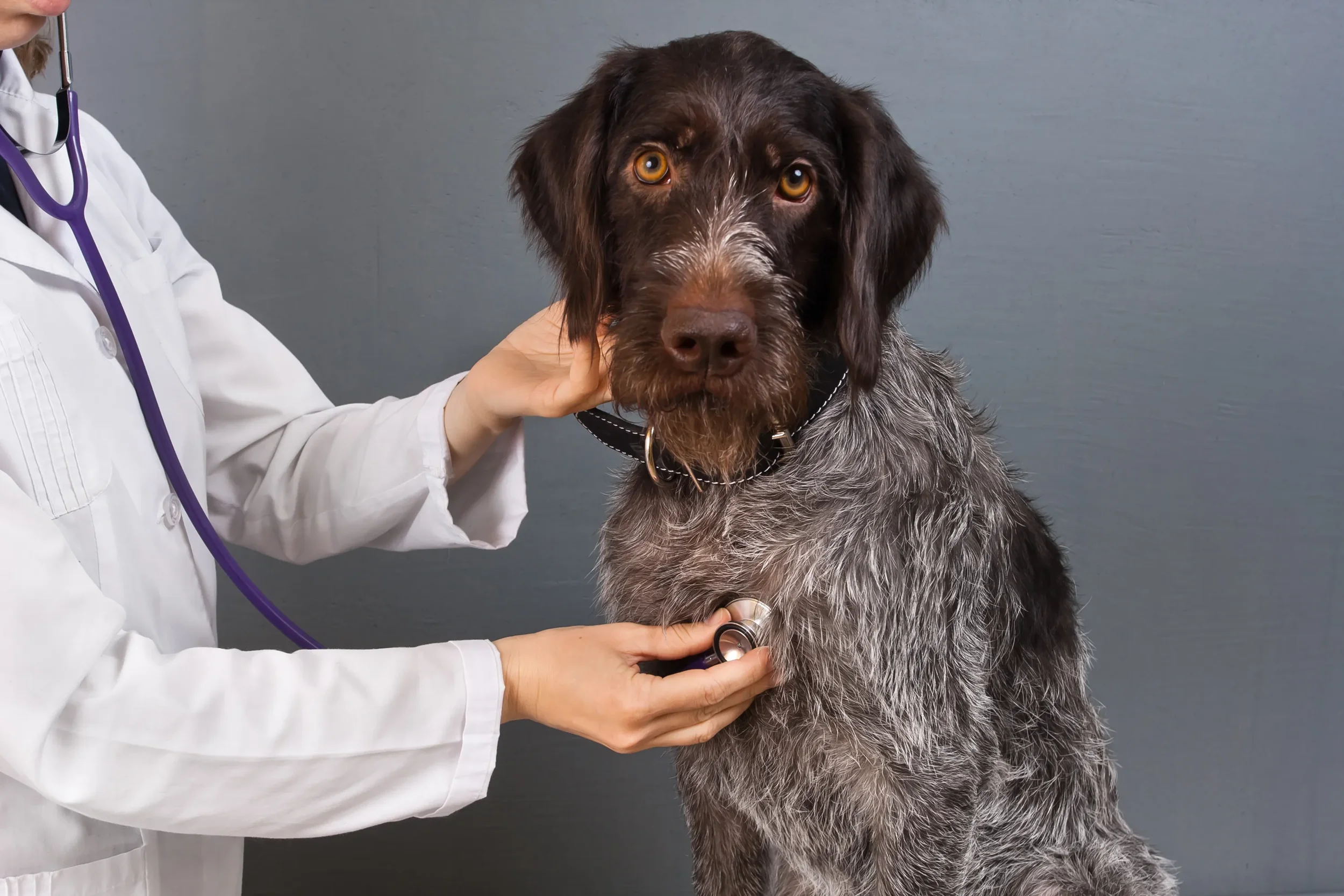 Heartworm Promotion Month End
