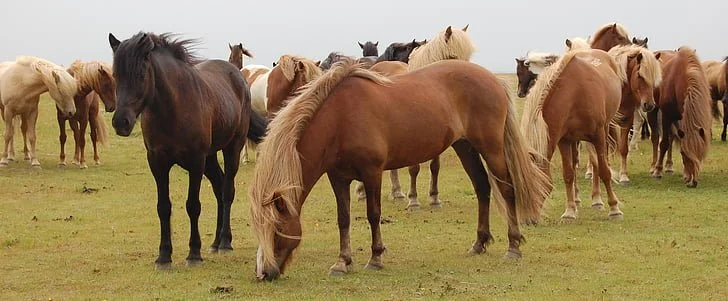 Equine Dental Month - October