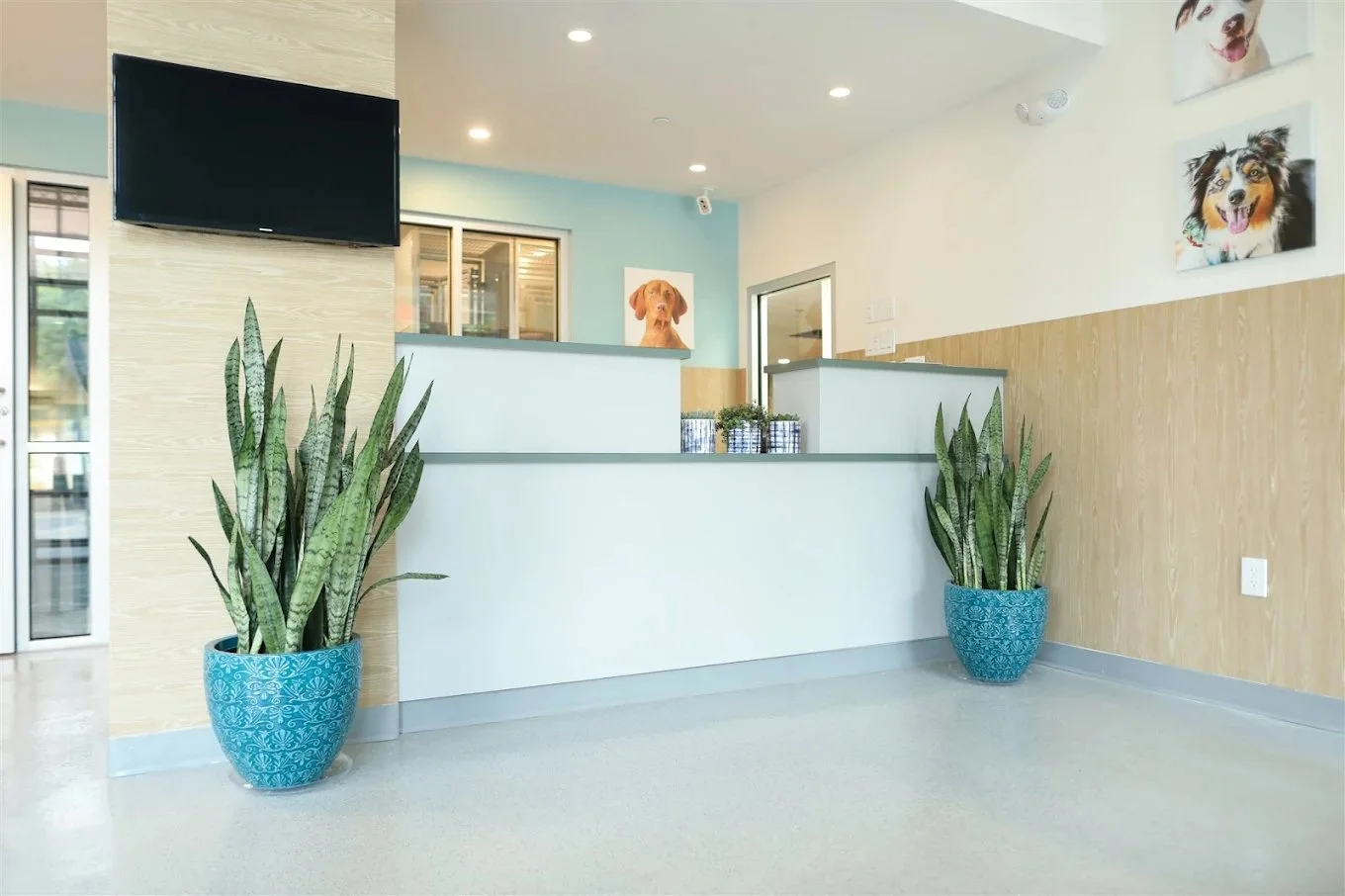 Boarding - West St. Dog