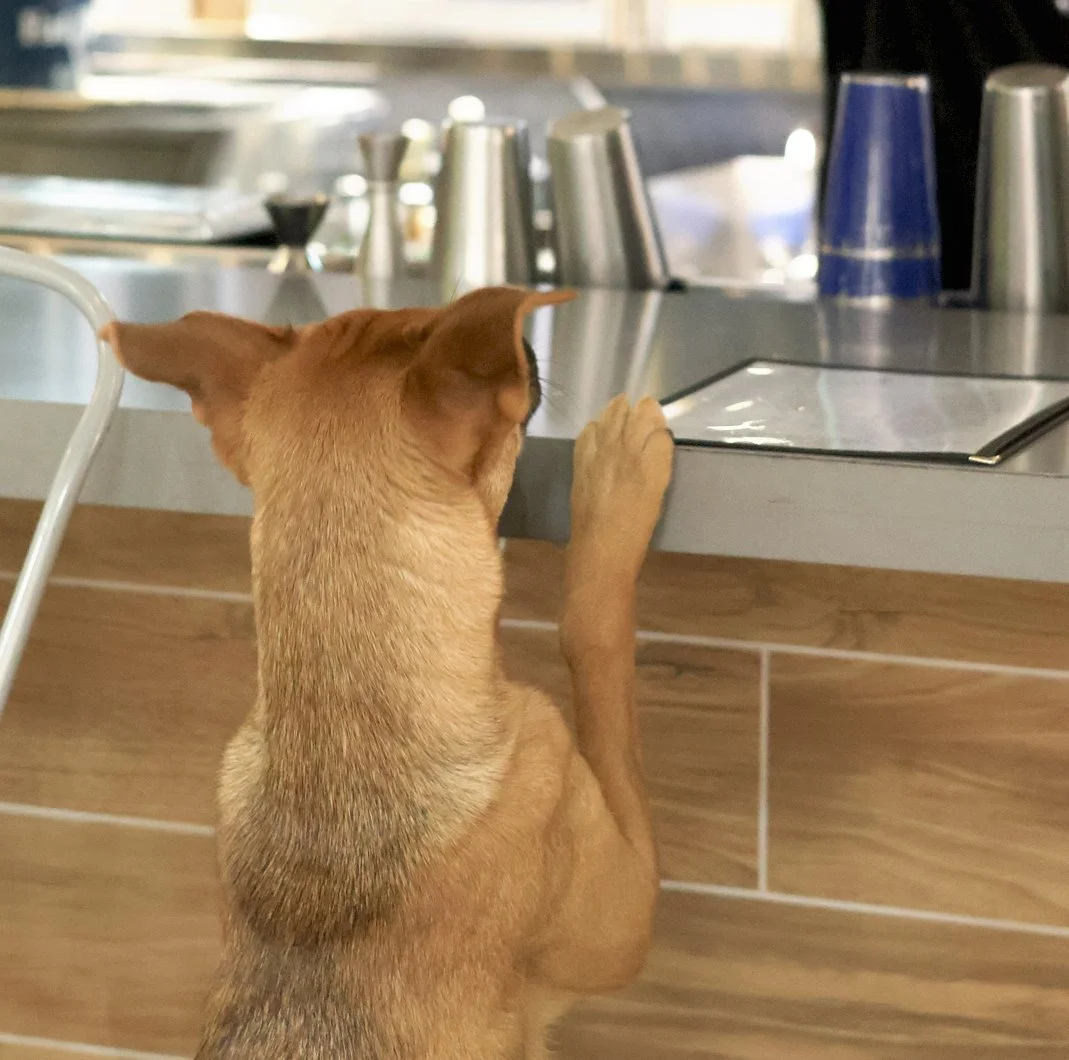 Water Please! - West St. Dog