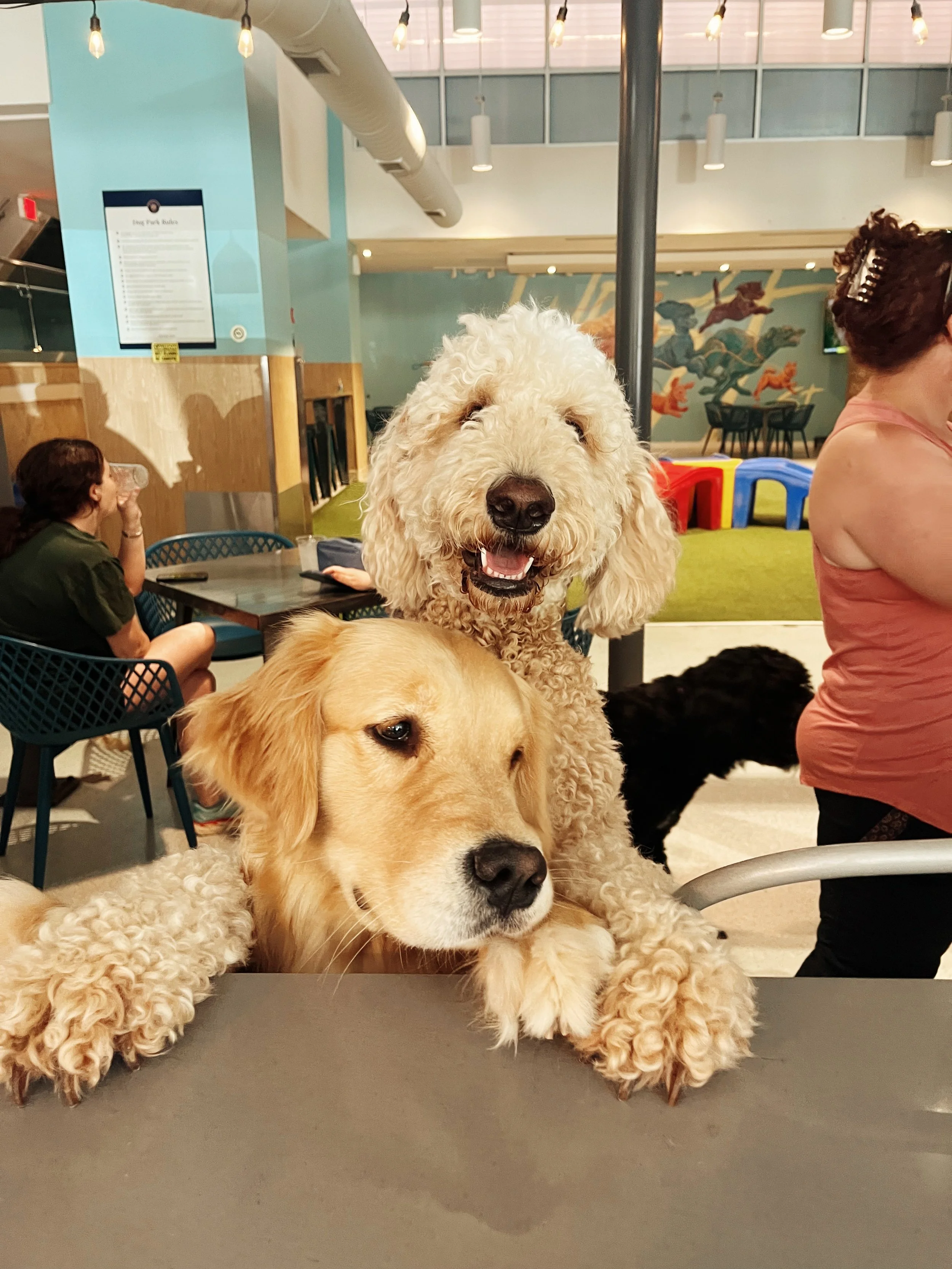 West St. Dog Park & Bar