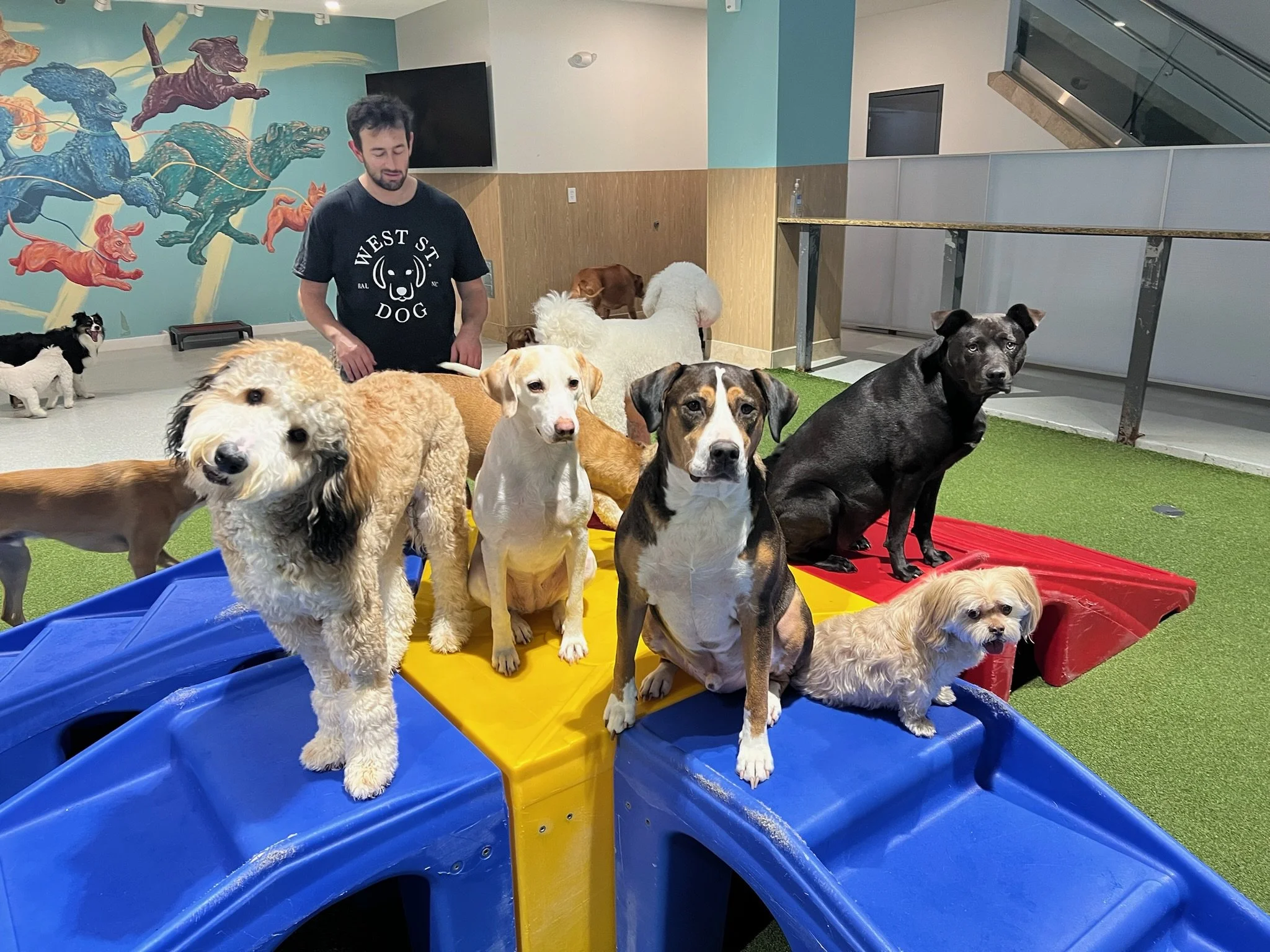 Group Play - West St. Dog