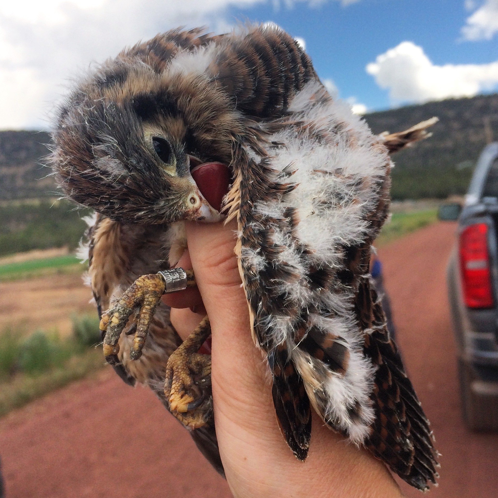 Border to Border: The American Kestrel