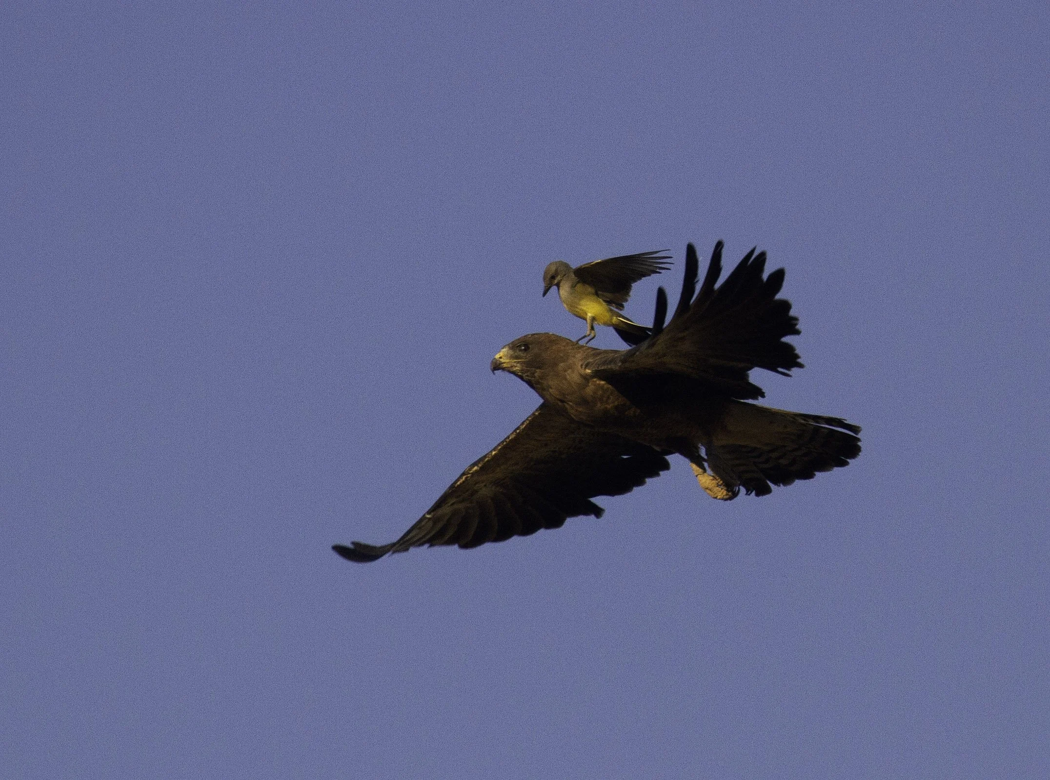 Butte Valley Swainson's Hawks