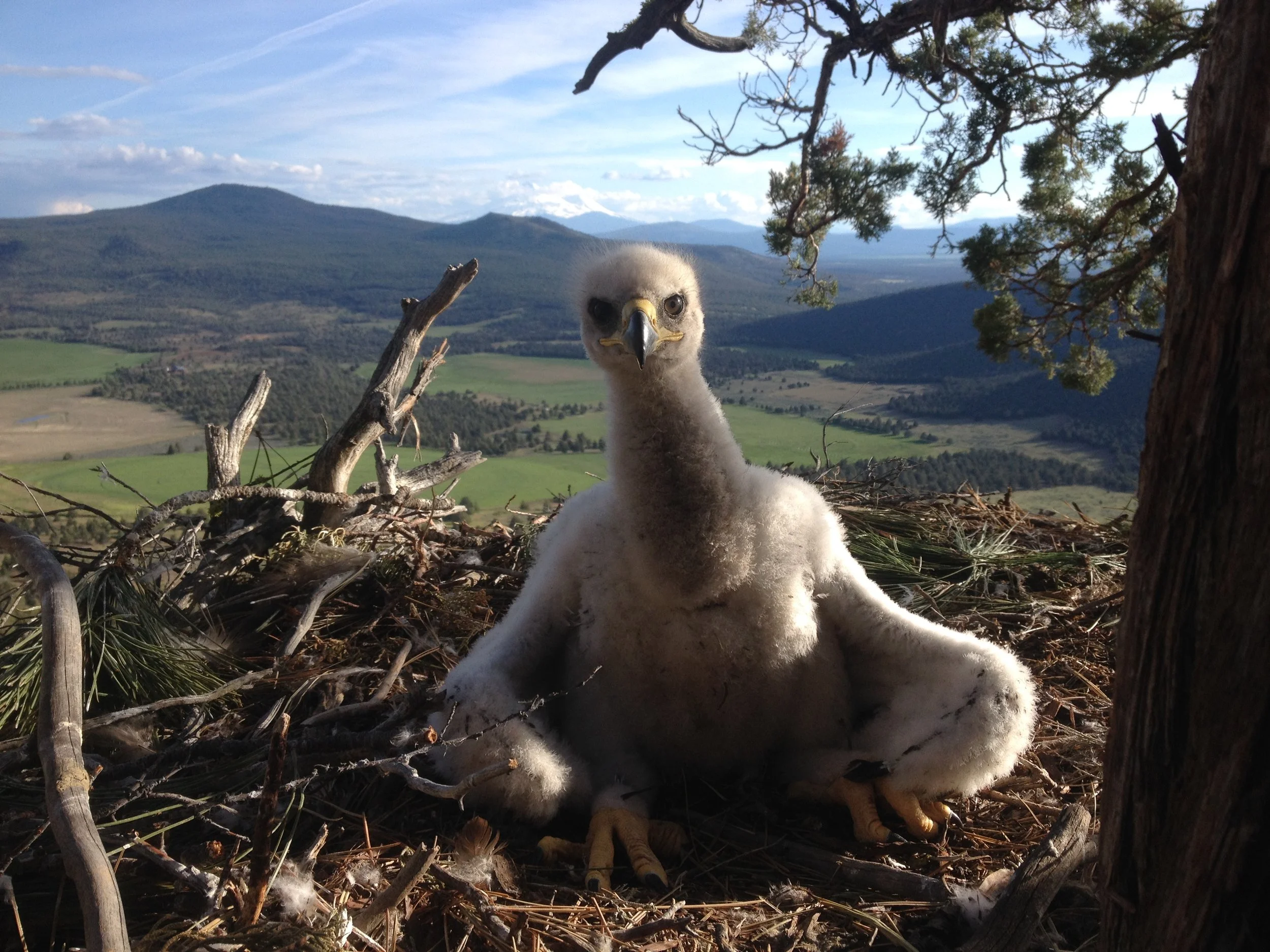 Oregon: Golden Eagles