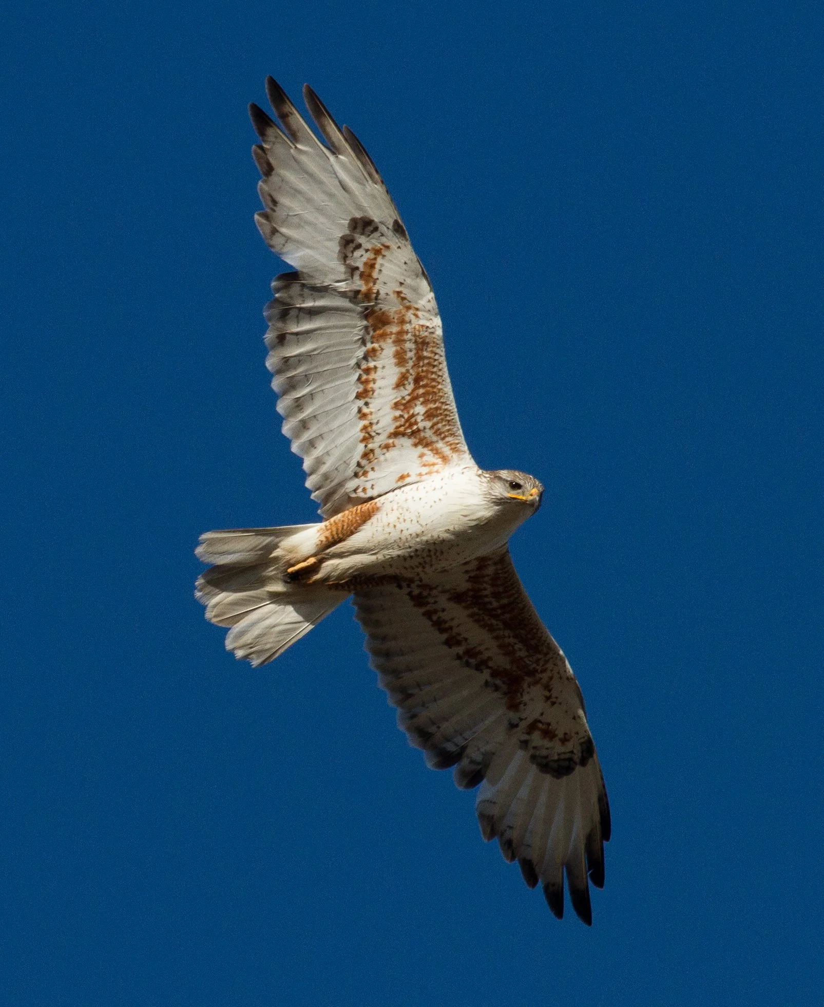 Ferruginous Hawks