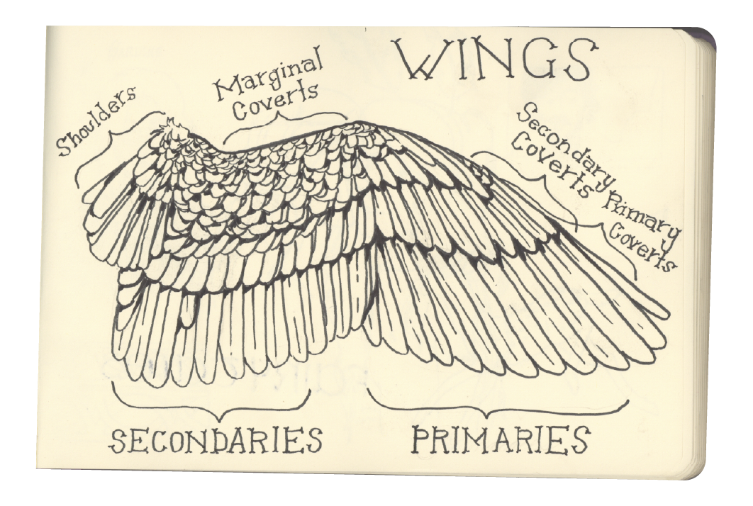 sketchbooks scans-12.png