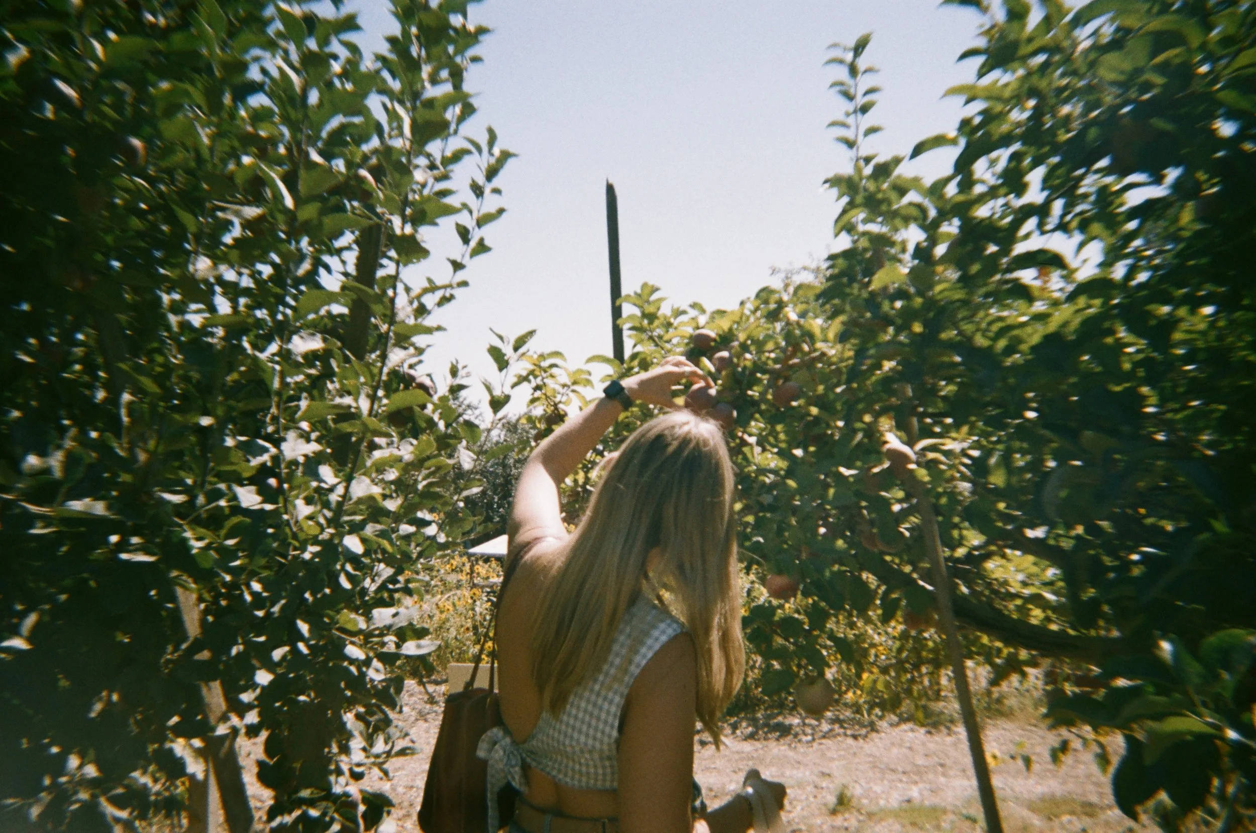 A woman with long blonde hair wearing a sleeveless checkered top is picking fruit from a tree in an orchard on a bright sunny day.