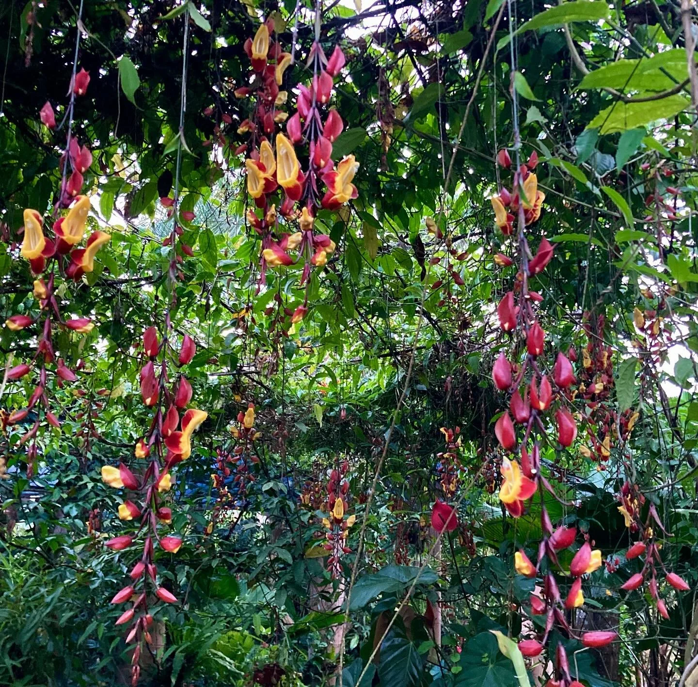 Magnificent prolific thunbergia Mysore trumpet vine, and 3 small natives to Jalisco region&mdash;evening fragrant epidendron Di forma any diminutive leochilus labiticum and Barkeria ovobora