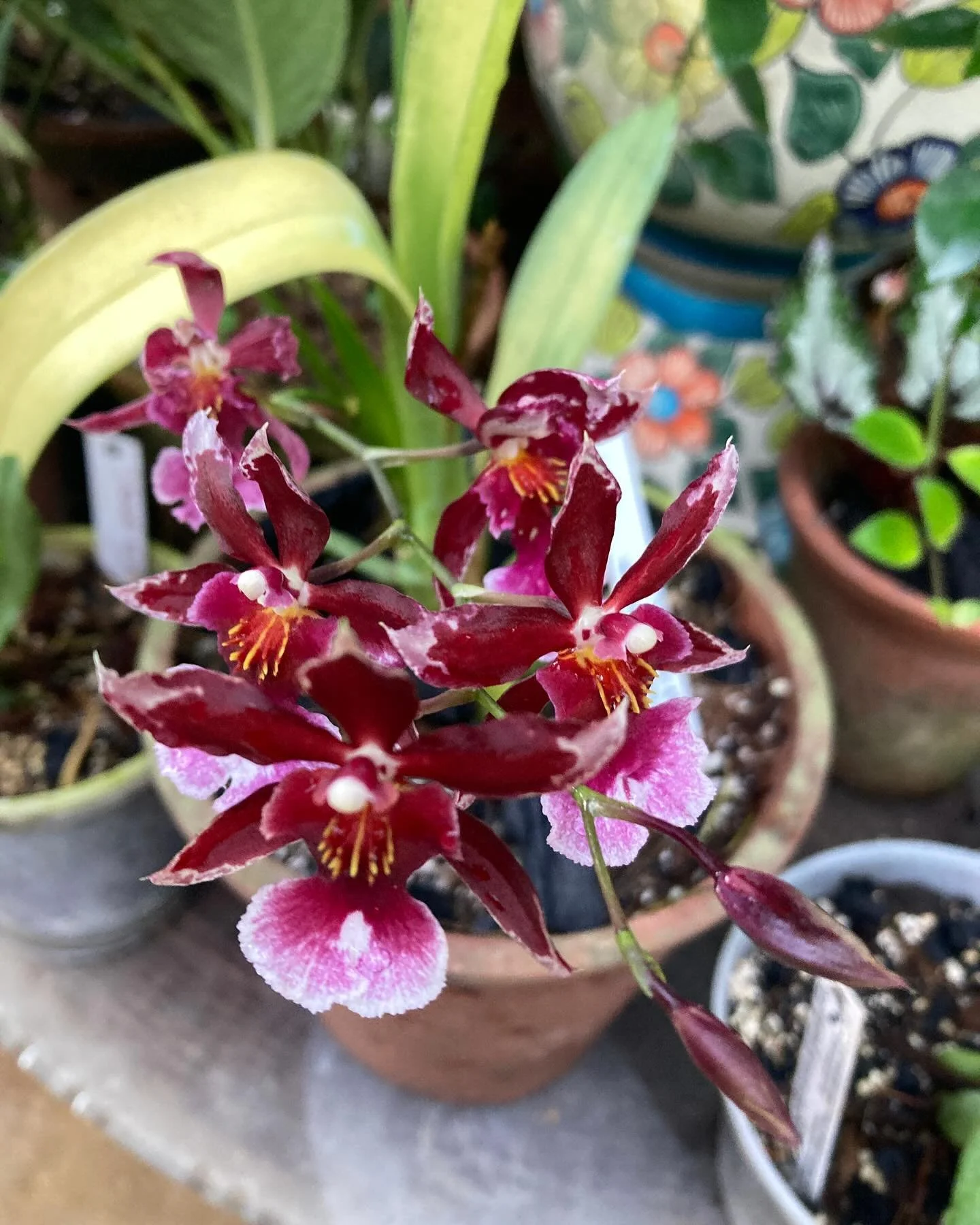 A few orchid favs for today: zygopetalum redvale pretty ann, phalinopses, and oncidioglossum