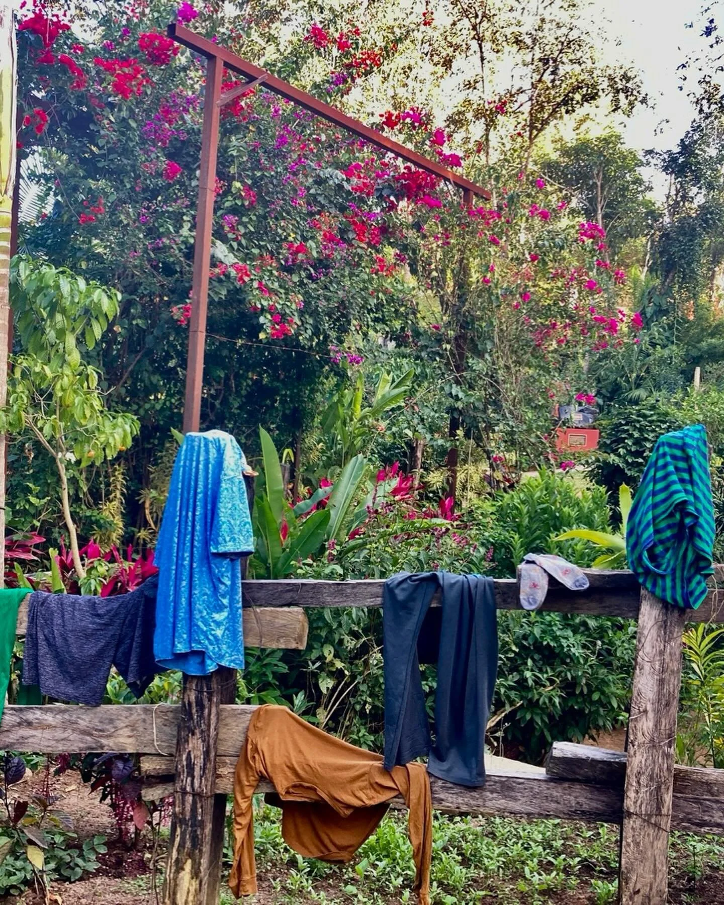 New year&rsquo;s laundry in the garden and a fav clereodendrum from se Asia