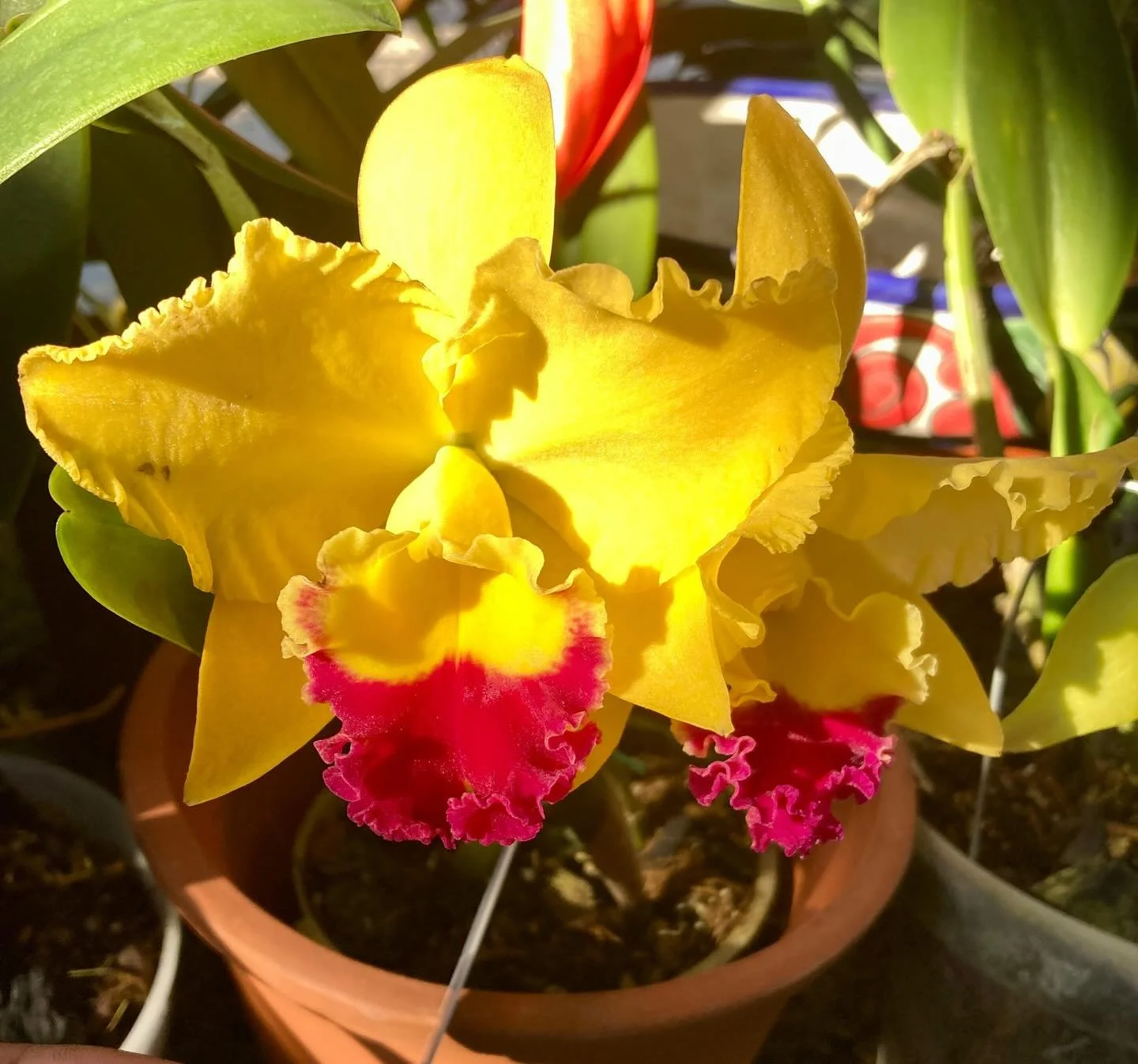 Staying with yellow, which could be my fav color, todays orchid is from China&mdash;a hybrid with 26 ancestors, one of them native to Mexico (the orchid family is enormous with new discoveries every year and countless new hybrids. This beauty is call