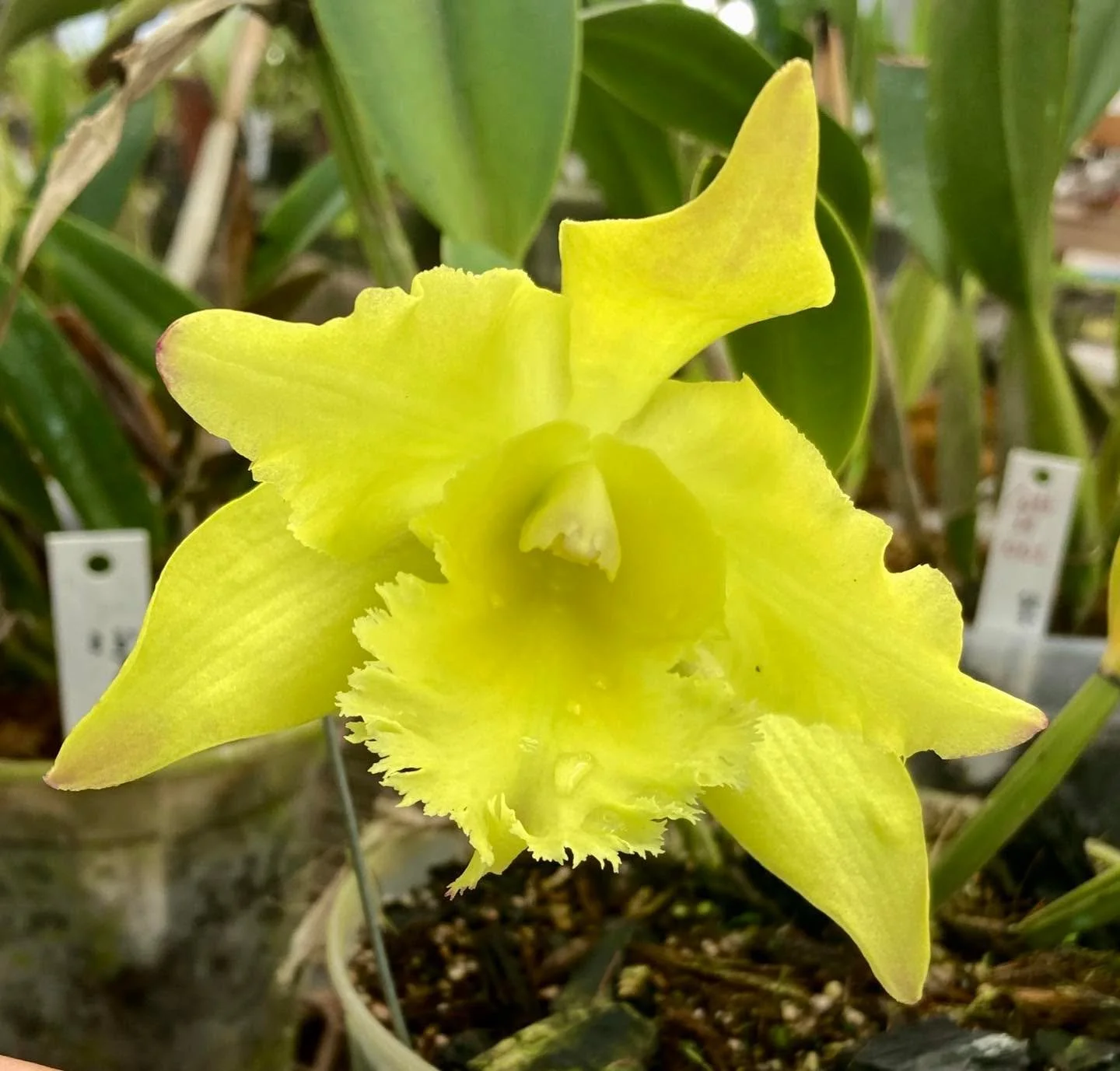 Spent today hand pollinating (and creating my own hybrids!) in the garden and greenhouse. With another month at the Puerto Vallarta botanical garden I thought I&rsquo;d try something new&mdash;posting an Orchid a day from their outrageous collection.