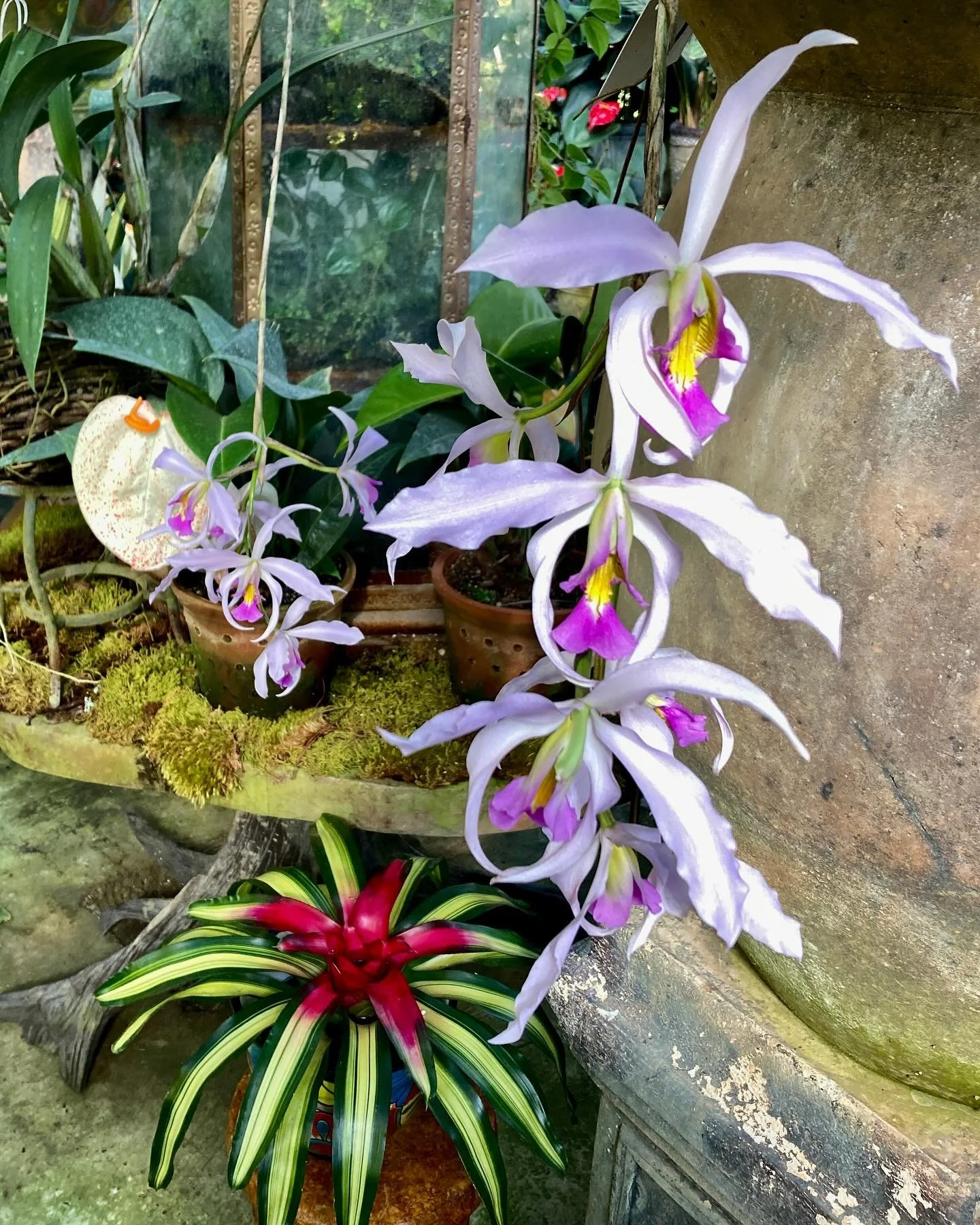 Great first week in the greenhouses and gardens. Transplanting by the hundreds to improve substrate for each type of orchid&mdash;-Laelia supurbiens. Anthurium 
Cattleya memorial grant Eichler Lenette  Solandra Maximus cup of gold vine beautiful poll