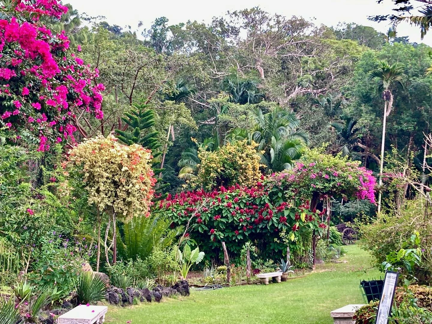 This winter&rsquo;s work begins at the Puerto Vallarta Botanical Garden in the lab focusing on orchids bromeliads and anthuriums. Such a beautiful place with rare collections of oaks magnolia and epiphytes. Trails through the jungle to waterfalls&hel