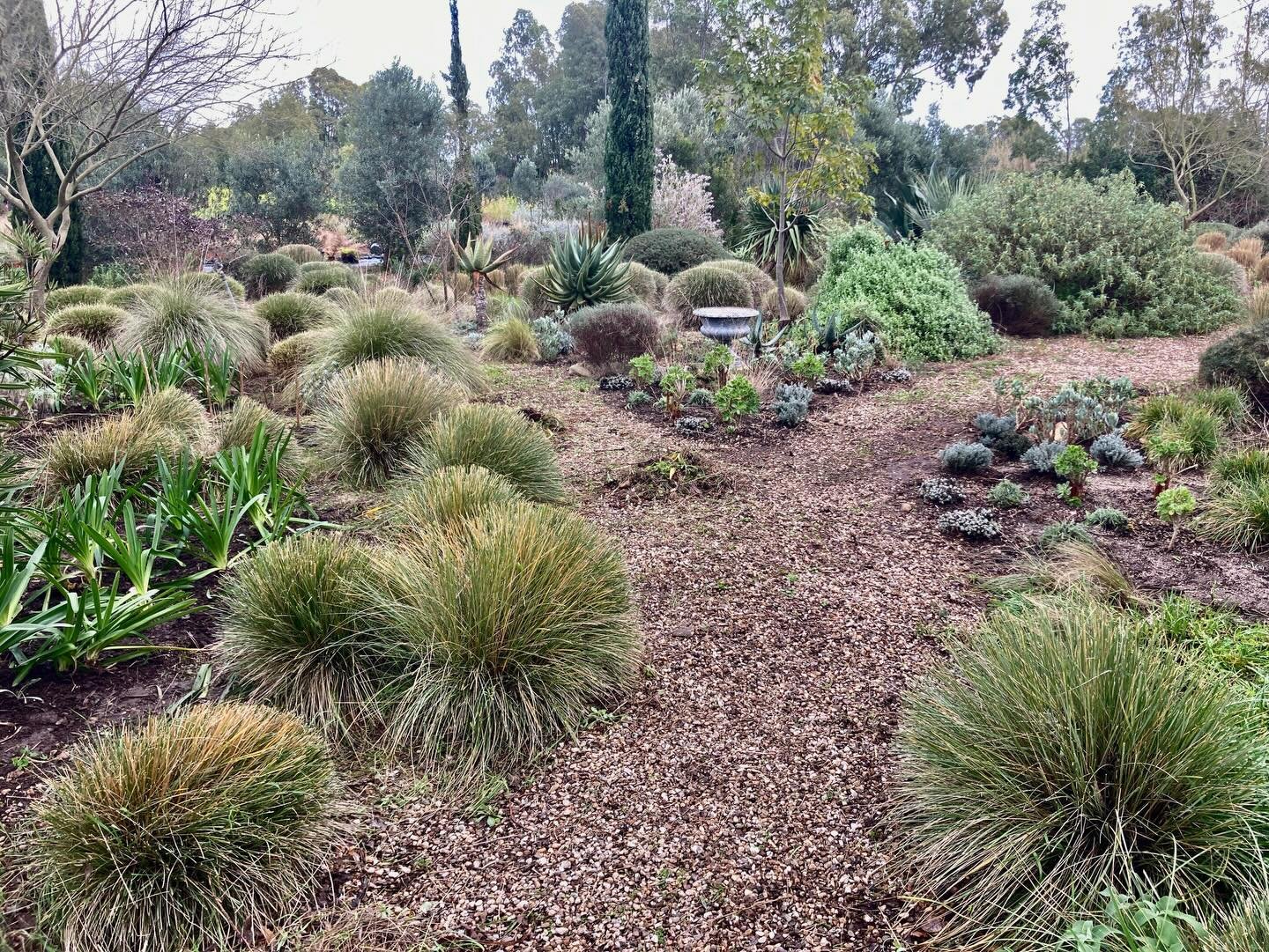 Some views of the garden rehab we did at Vivao i Campi Sardinia. we cleared out a large area and i mustve planted 150 new plants in waves and high low density!  What a pleasure to create with these experienced mediterranean landscape designers Leo an