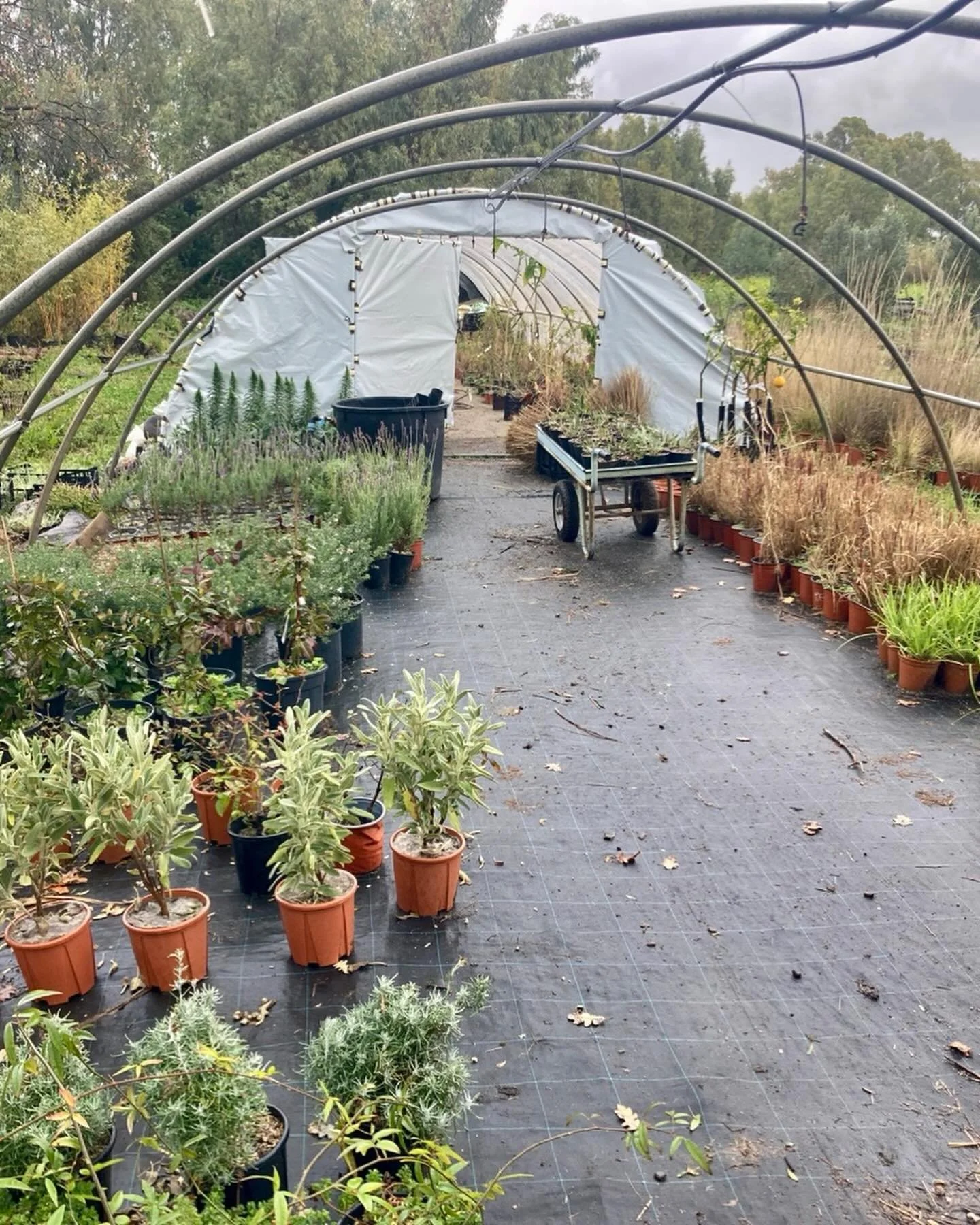 nursery work these last days&mdash;dividing plants, potting them up in new terecho, cleaning up older potted plants, potting them on and organizing the stock ( which was a bit helter skelter after the crazy winds and rain)